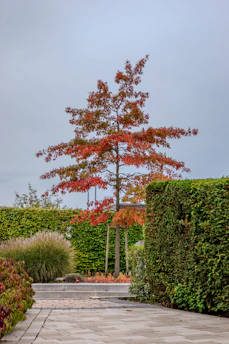Tree with red leaves in a manicured garden