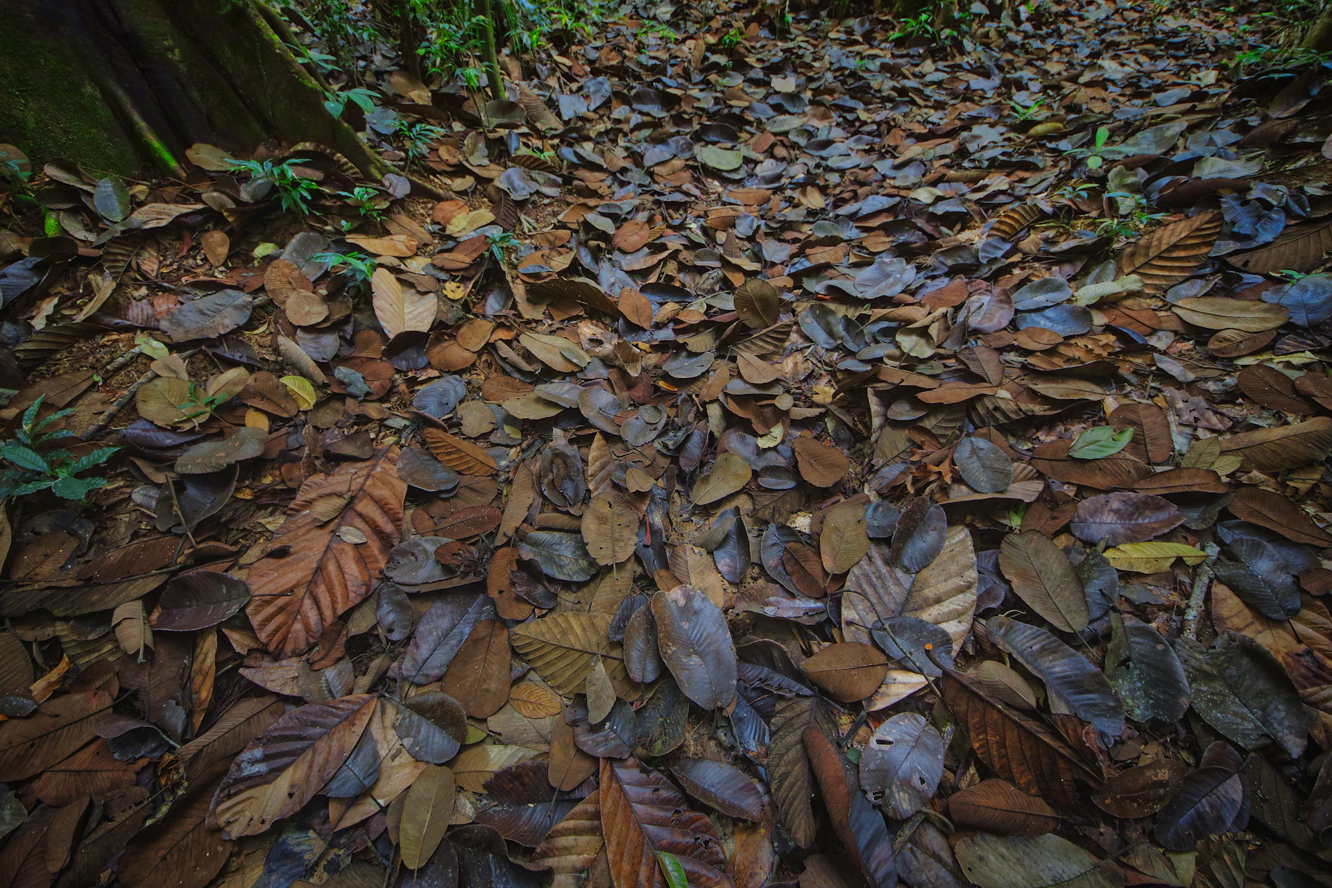Forest floor covered in fallen brown leaves