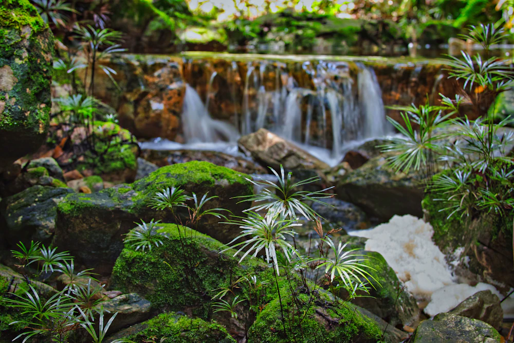 Small waterfall in a lush green forest
