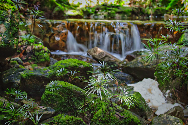 Waterfall in a lush green forest