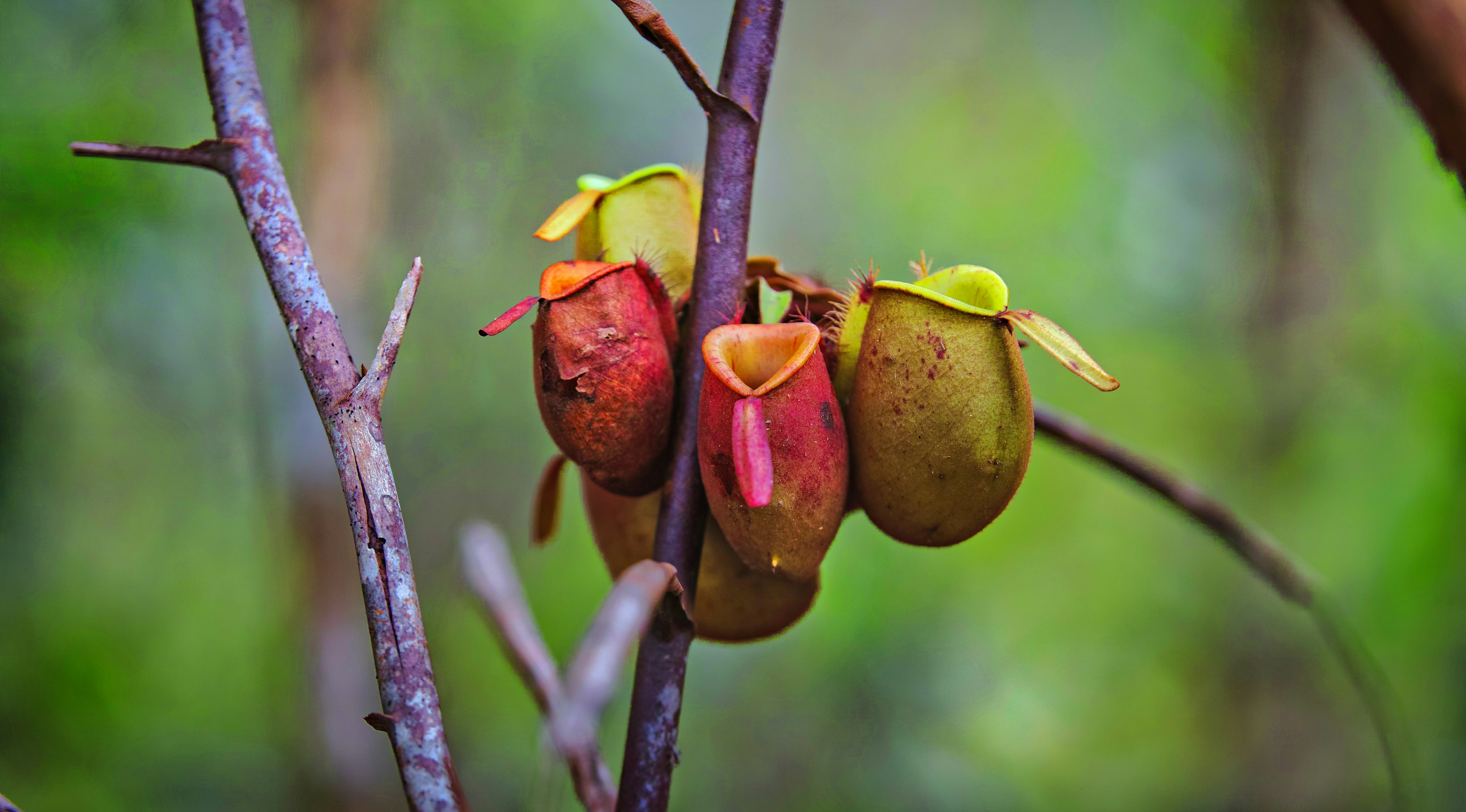 Pitcher plants hanging from a branch in the jungle