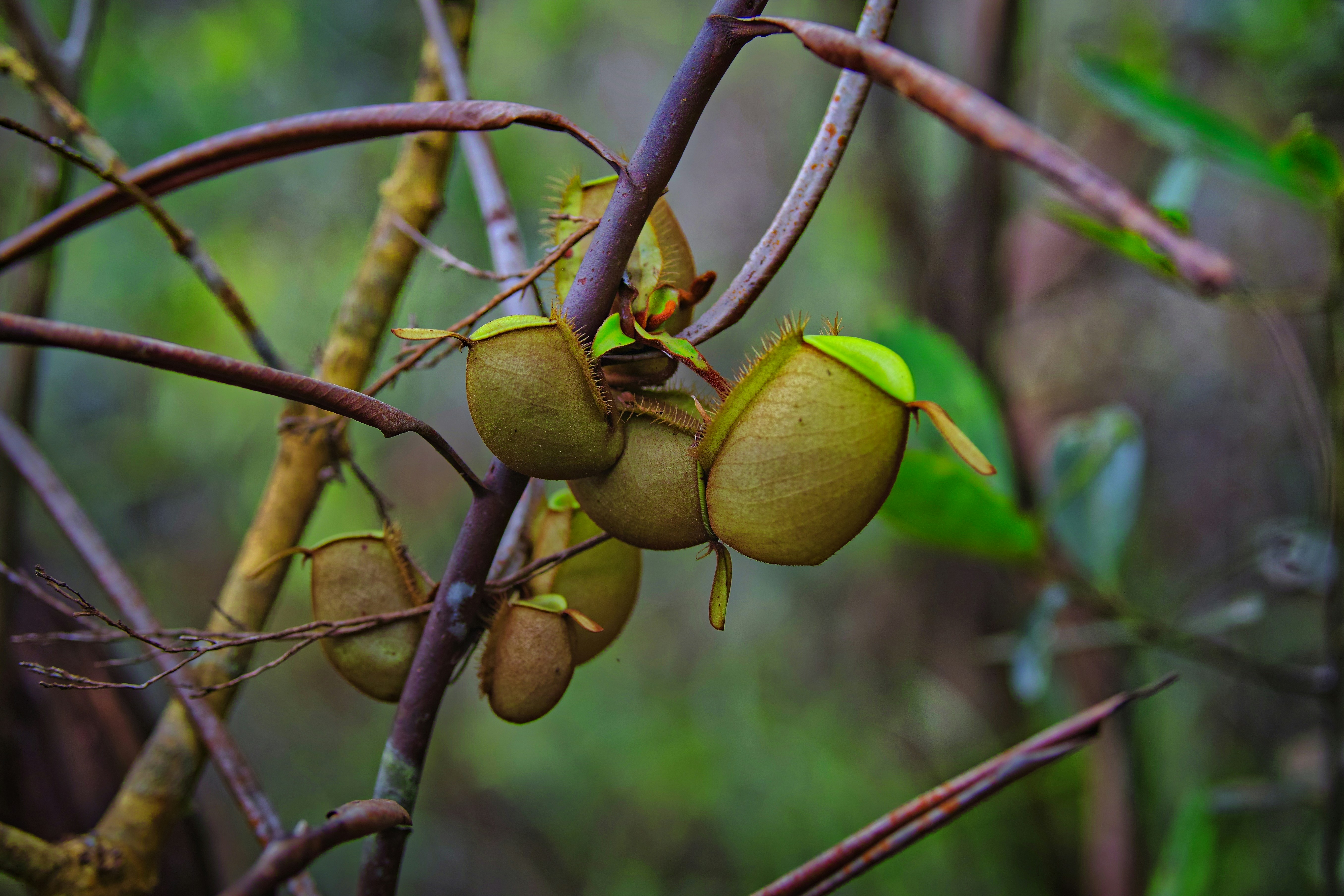 Os benefícios do figo, rico em fibras
