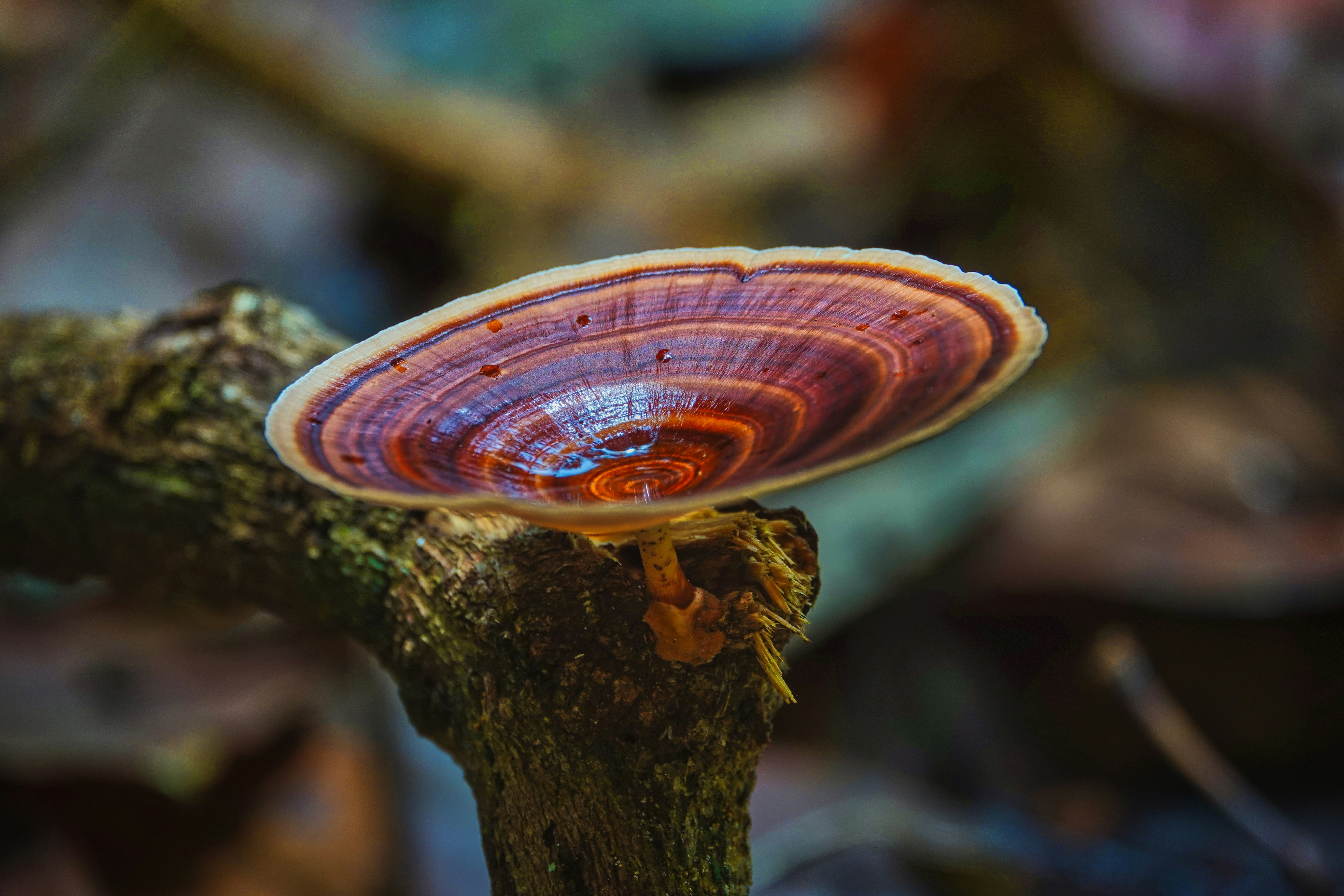 Ganoderma Pictures | Download Free Images on Unsplash
