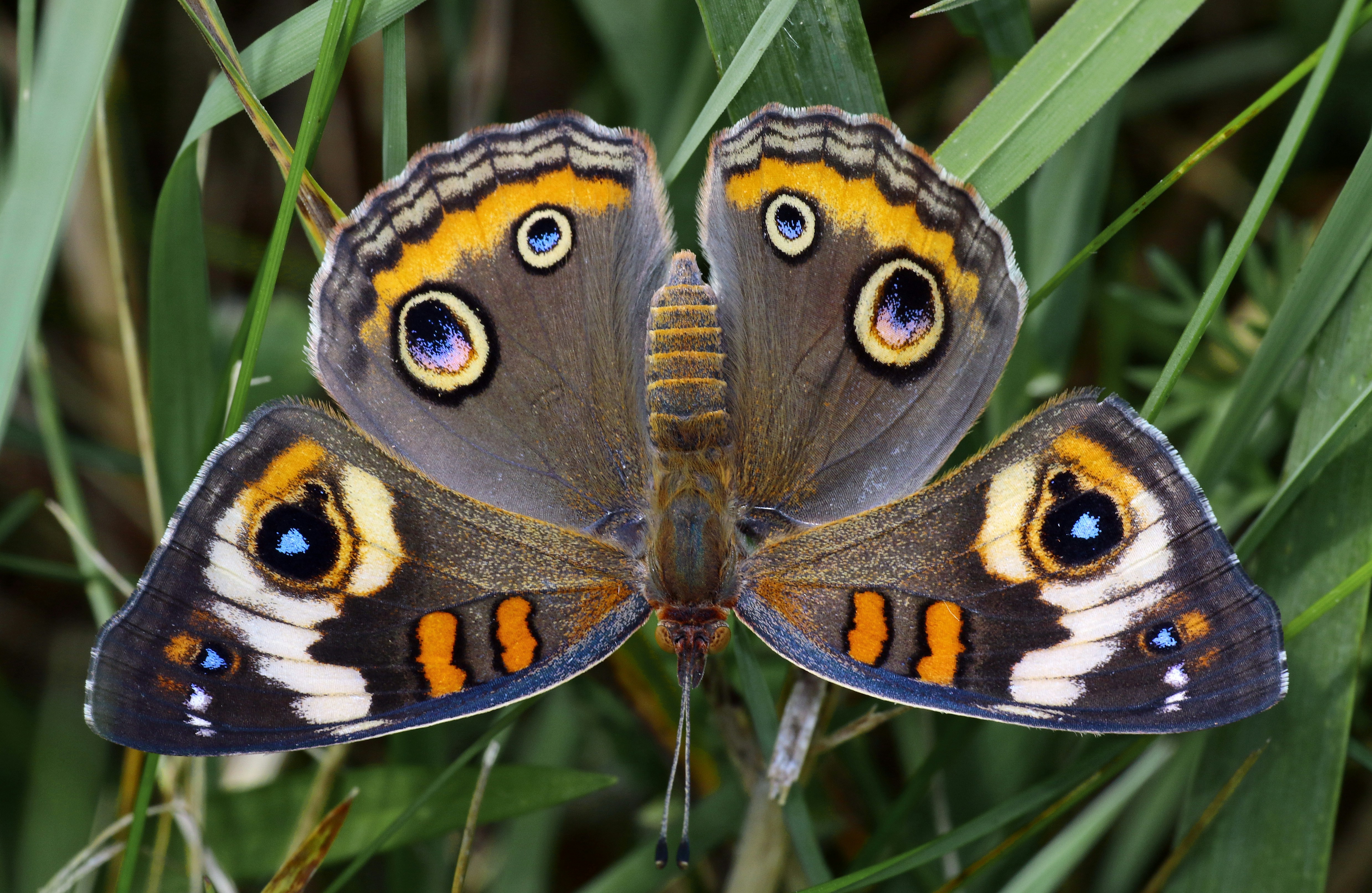 Photo by telliottmbamsc