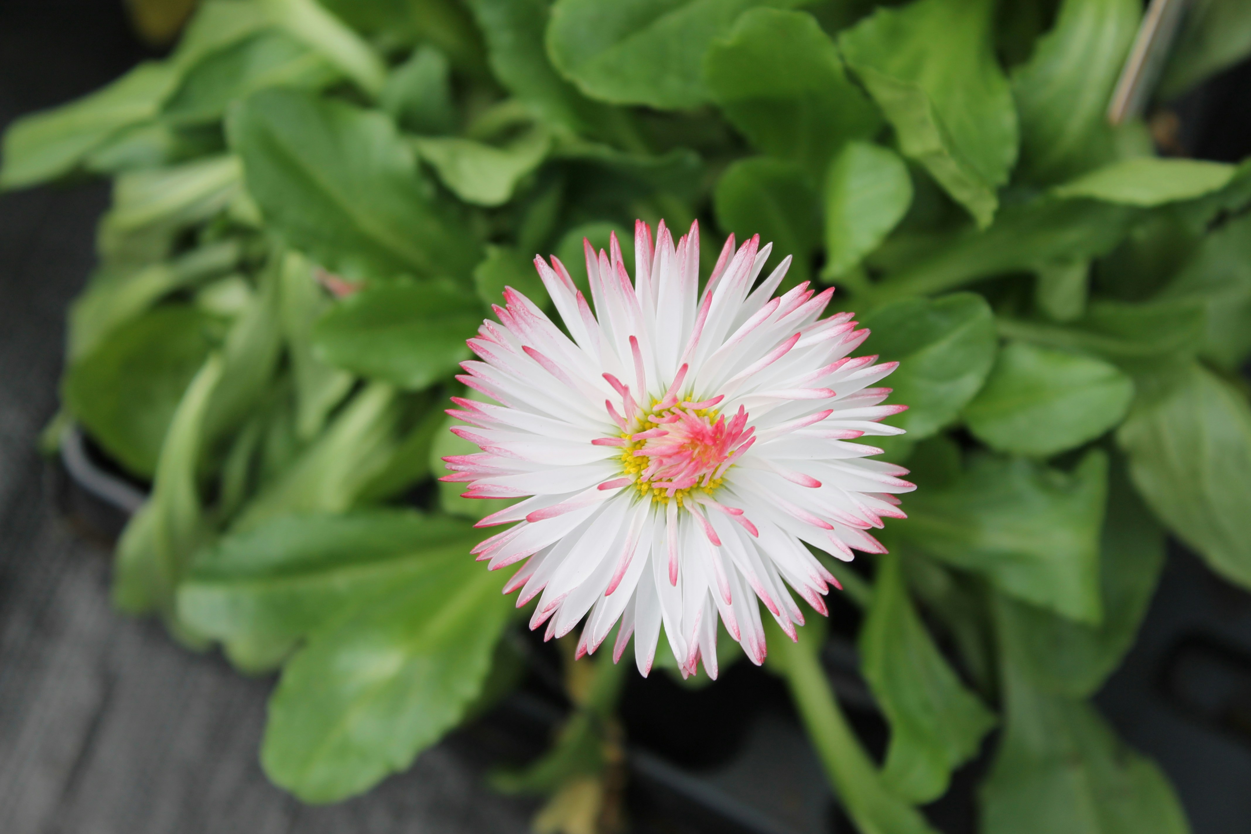 A single daisy with pink-tipped petals and green leaves.