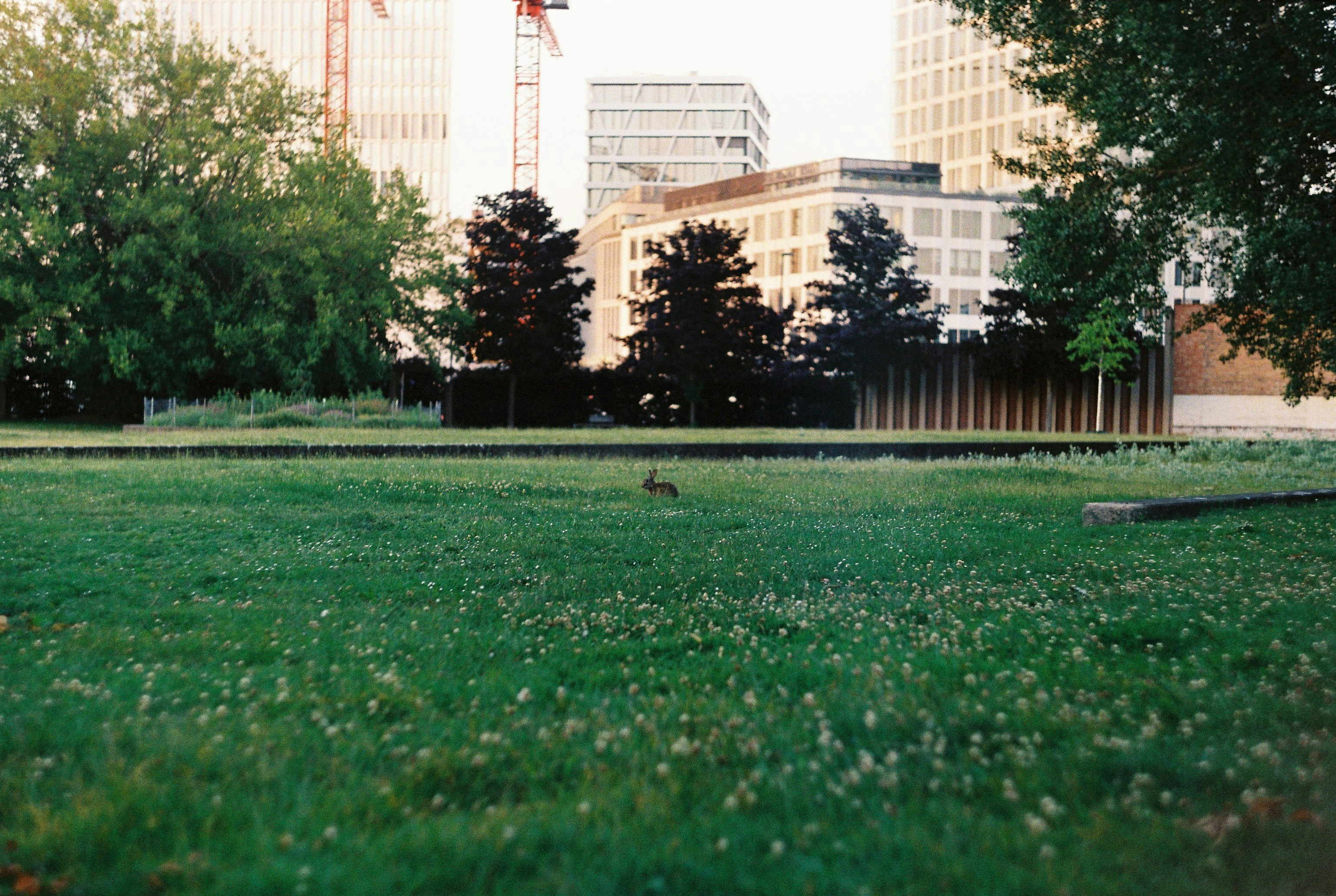 A small rabbit hops across a grassy park. photo – Free Animal Image on ...