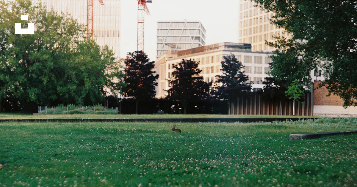 A small rabbit hops across a grassy park. photo – Free Animal Image on ...