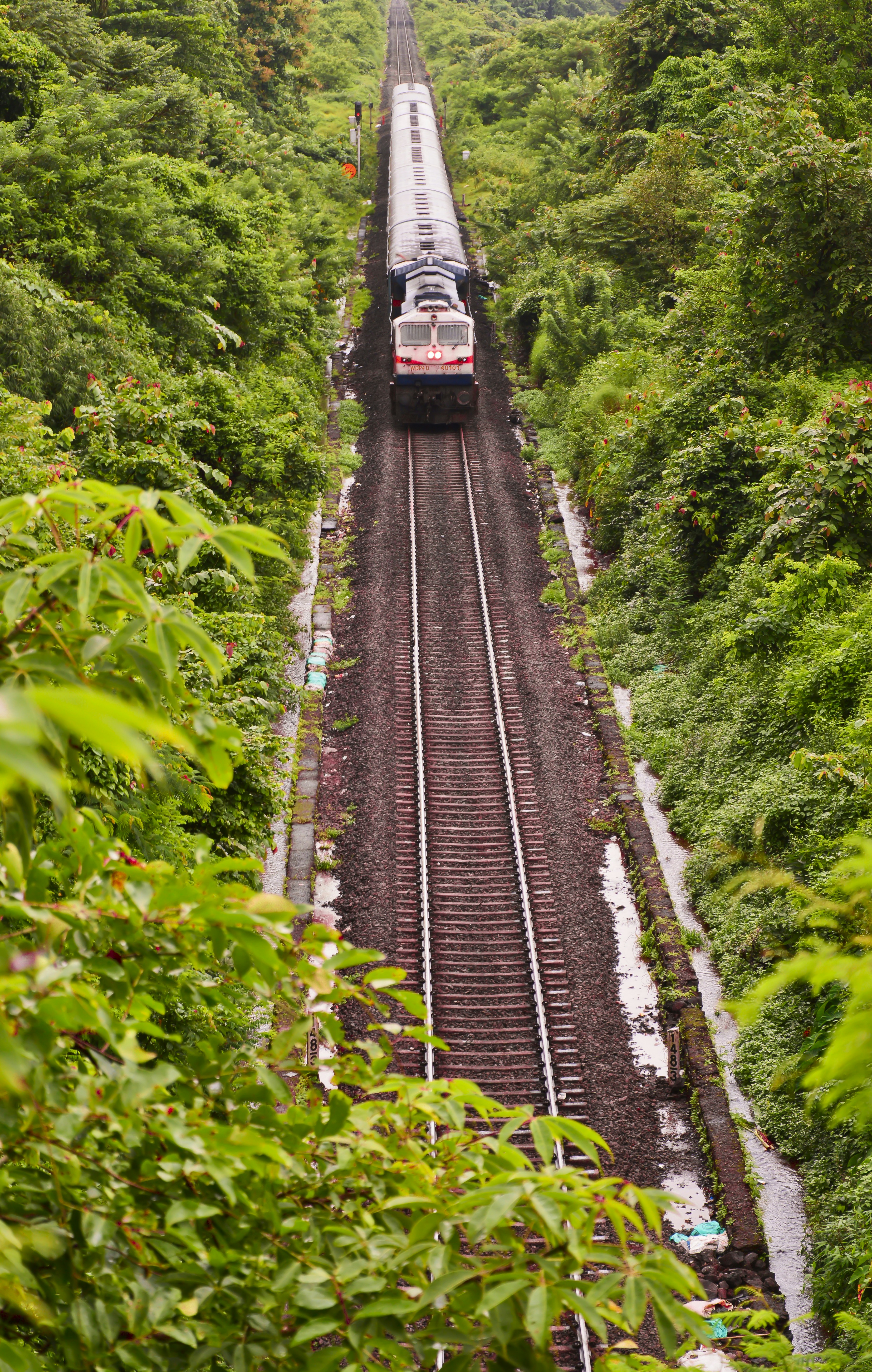 Train traveling through a lush green forest