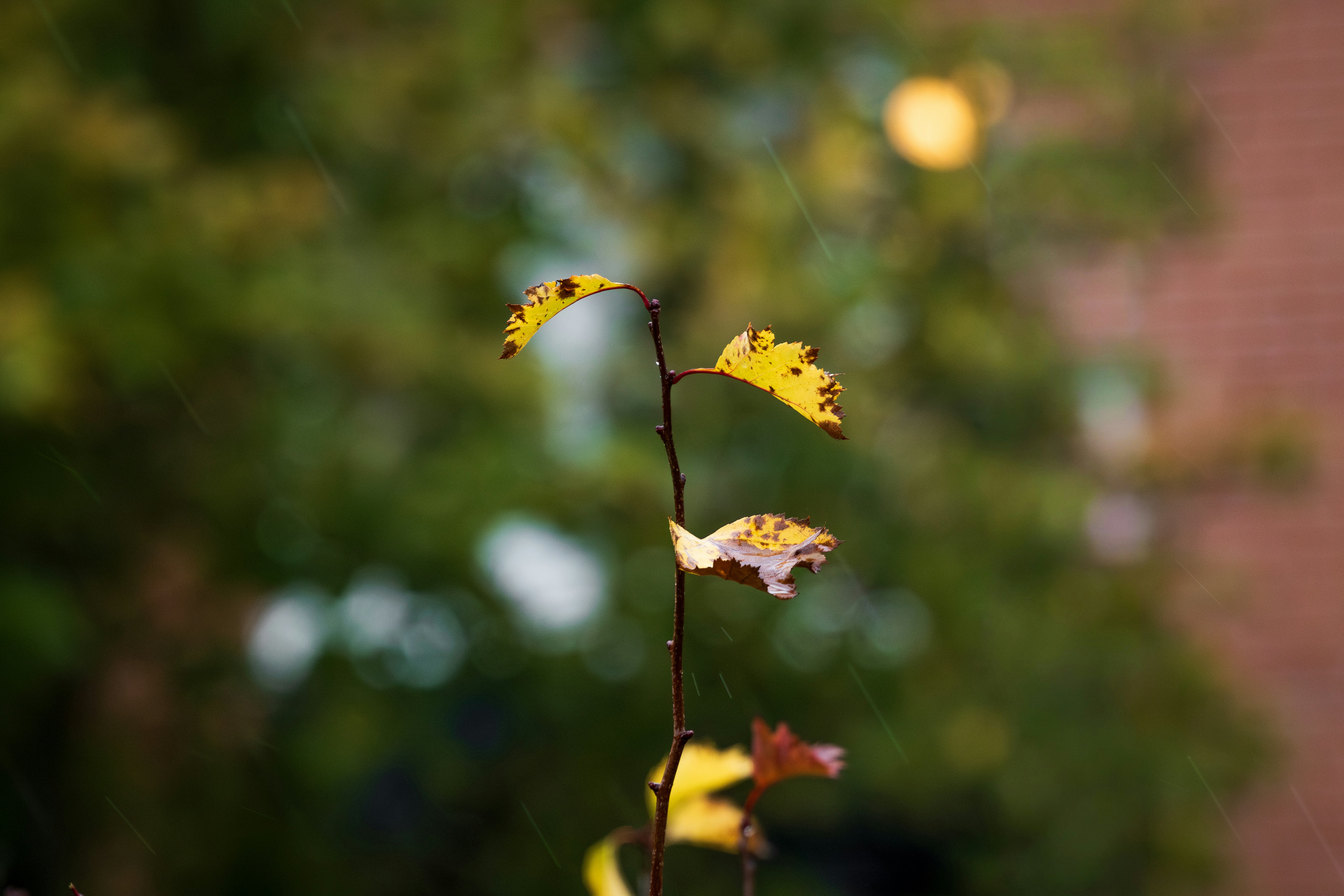 Photo by raedkasrawani