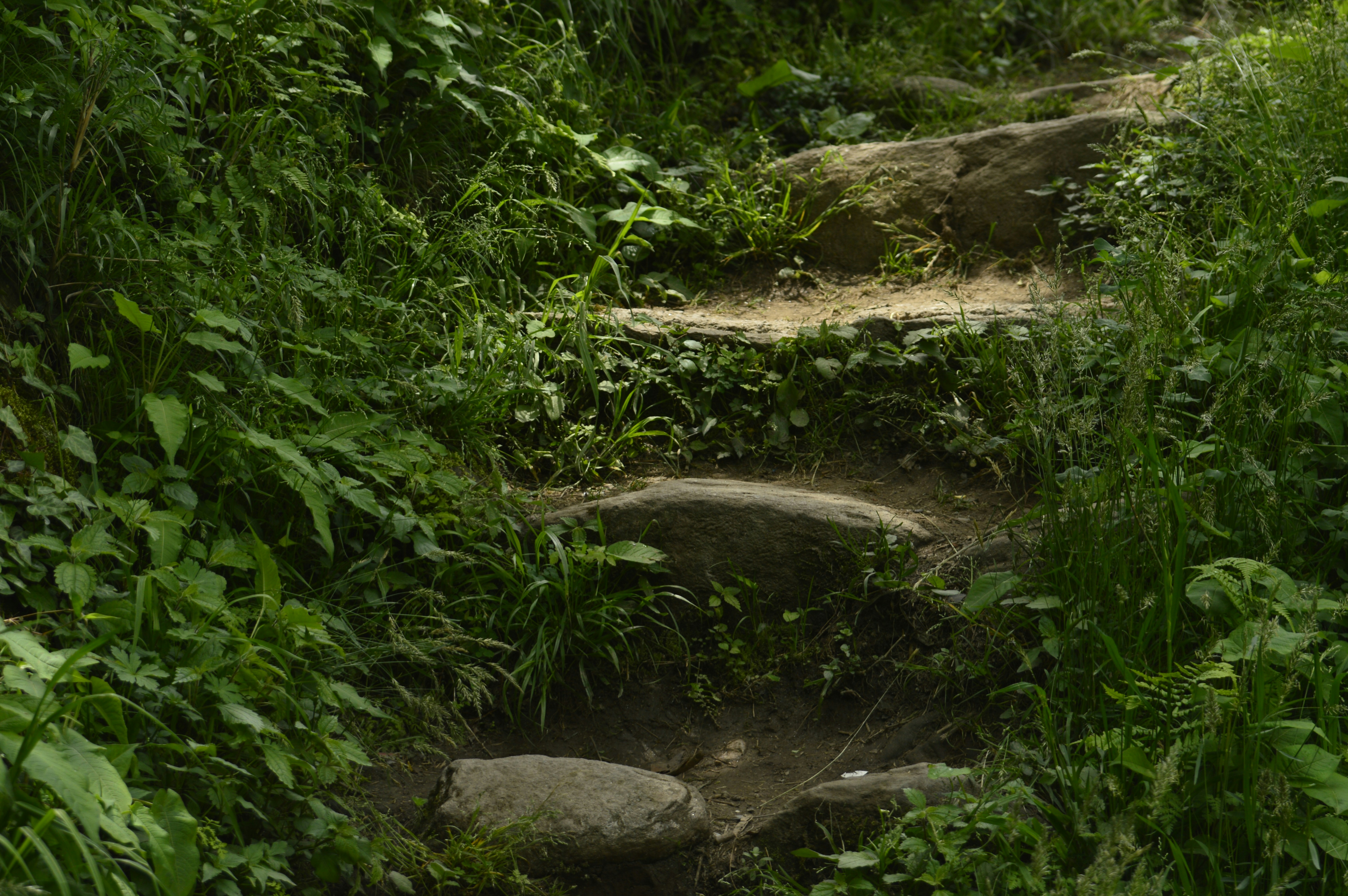 Stone steps ascend through lush green forest foliage.