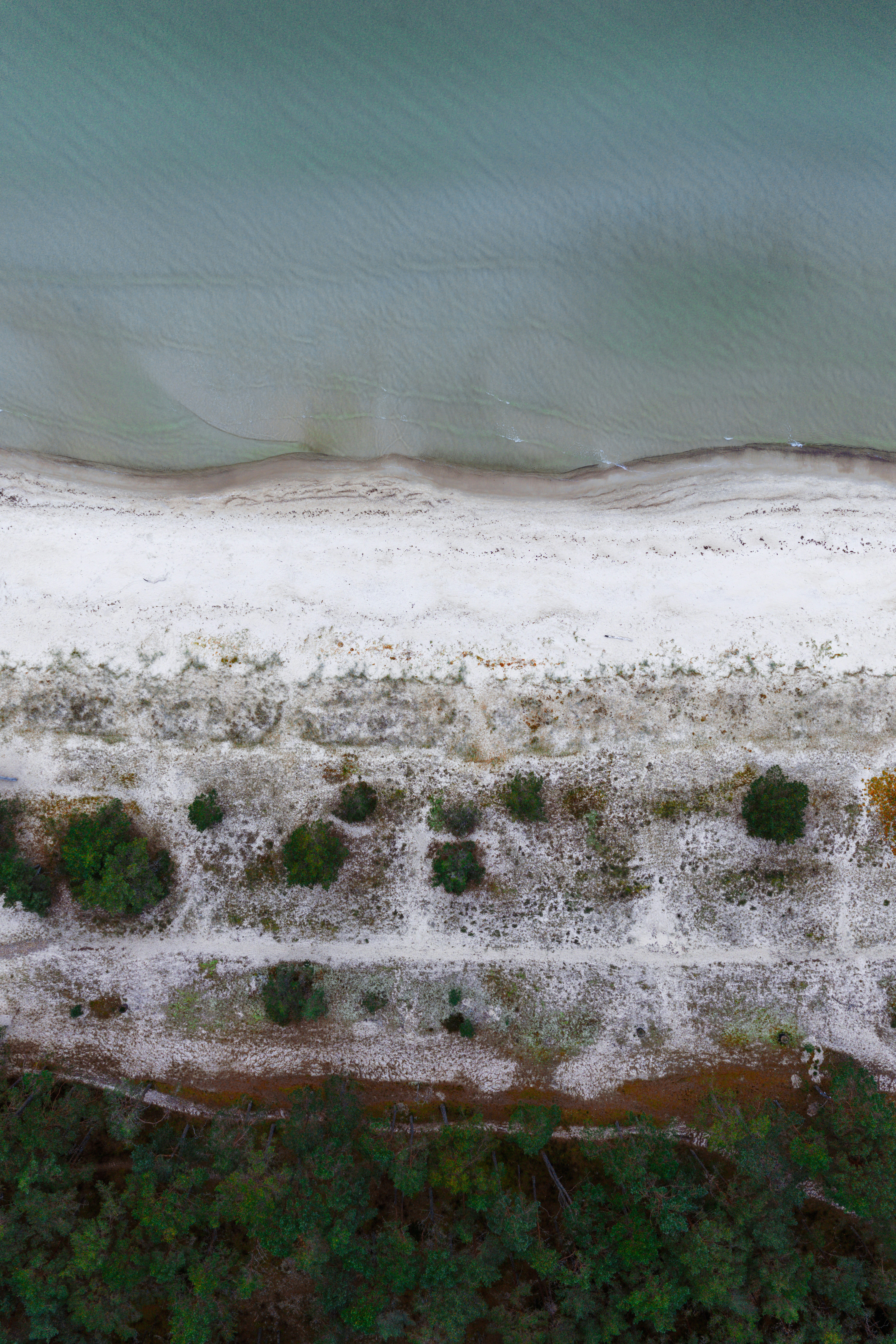 Luftaufnahme eines Sandstrandes und eines grünen Waldes