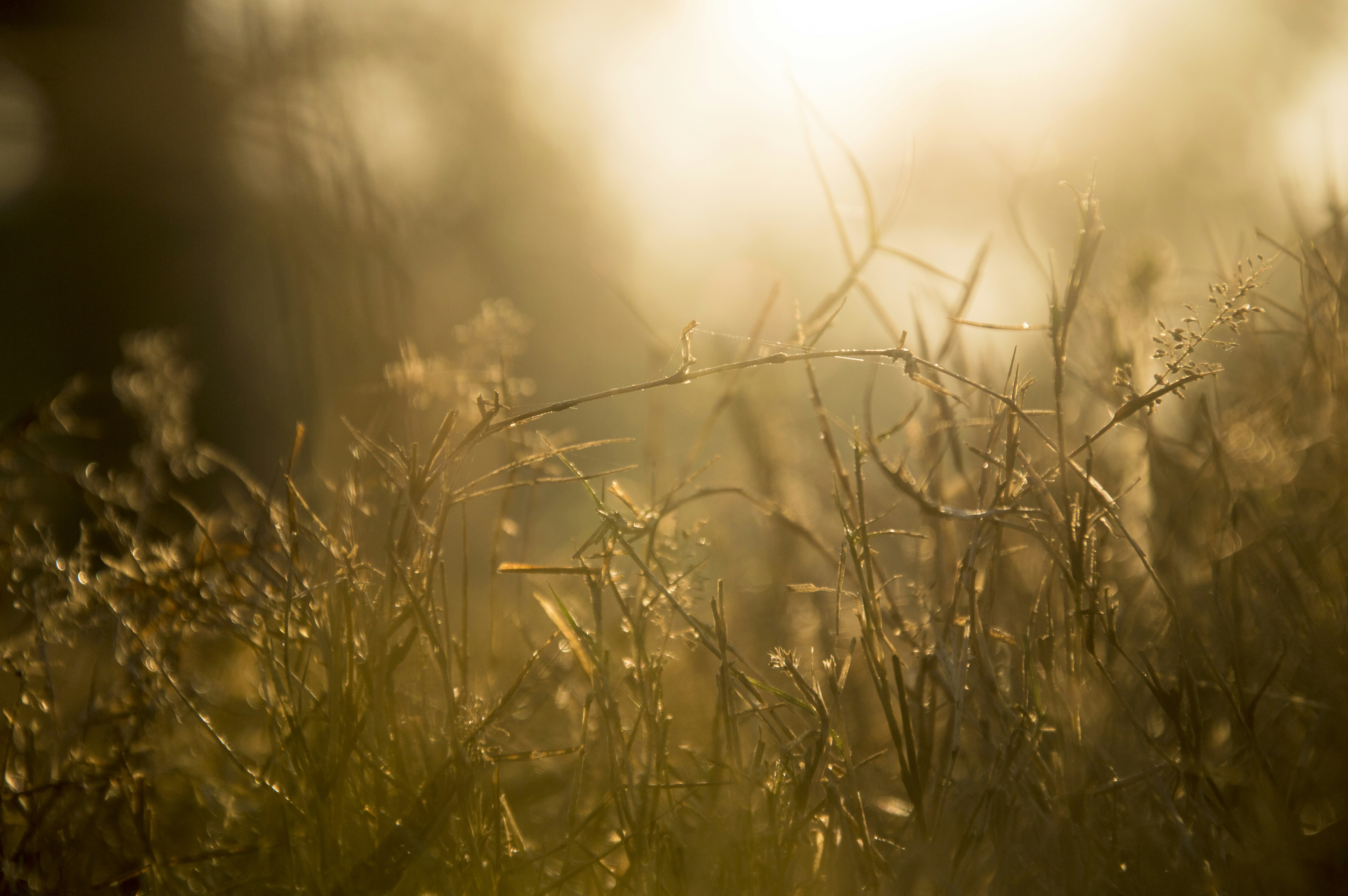 Golden sunlight filters through tall grass at dawn.