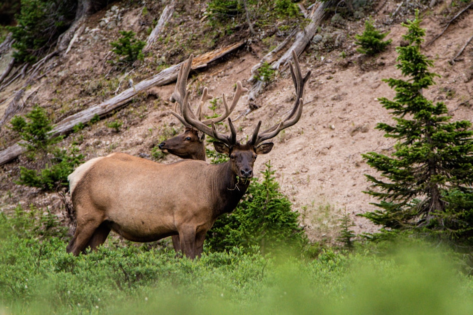 Wyoming mountain wilderness with aspen and pine elk habitat