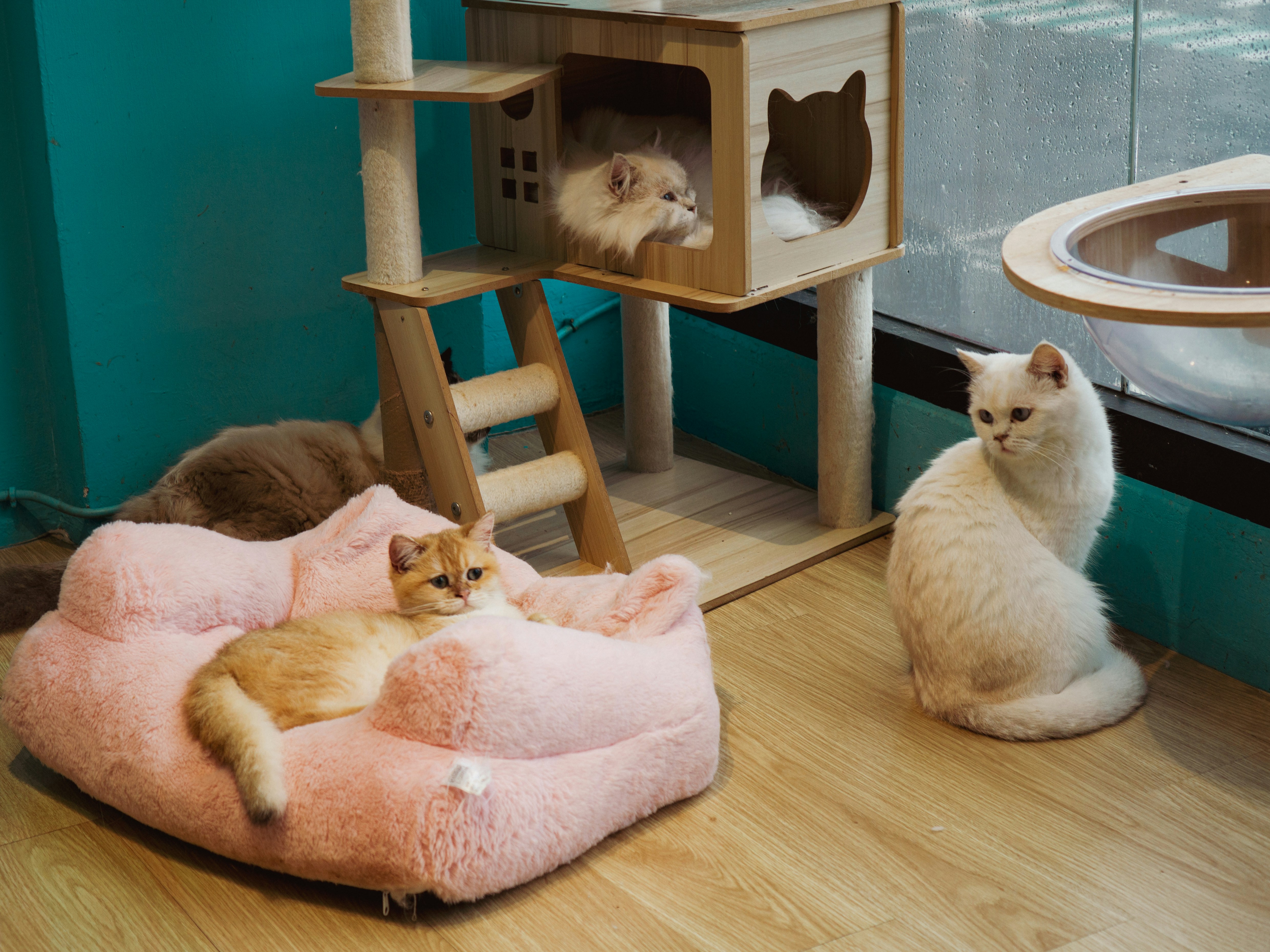 Sip, Snuggle, Adopt: How California's Cat Cafés Are Changing the Way We Think About Rescue