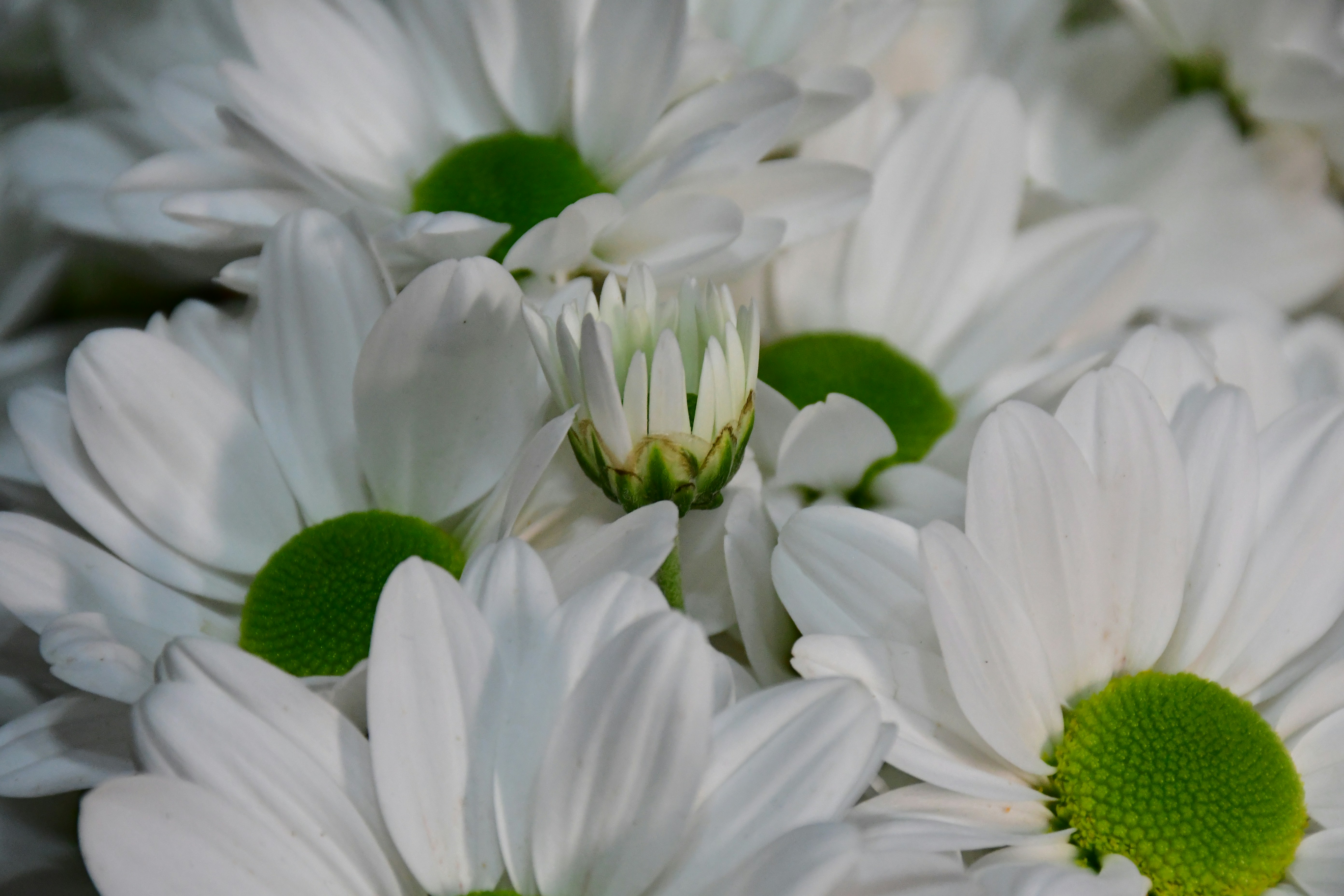 Photo by anna_kharkivska