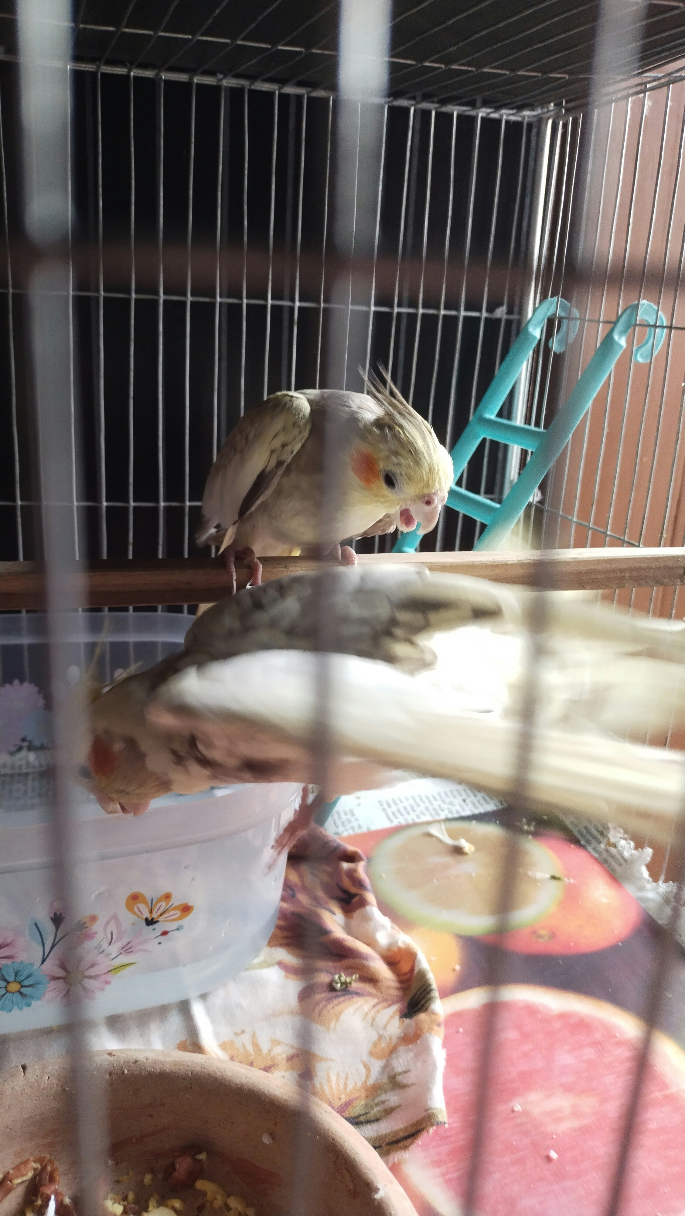 Two cockatiels perched inside a cage.