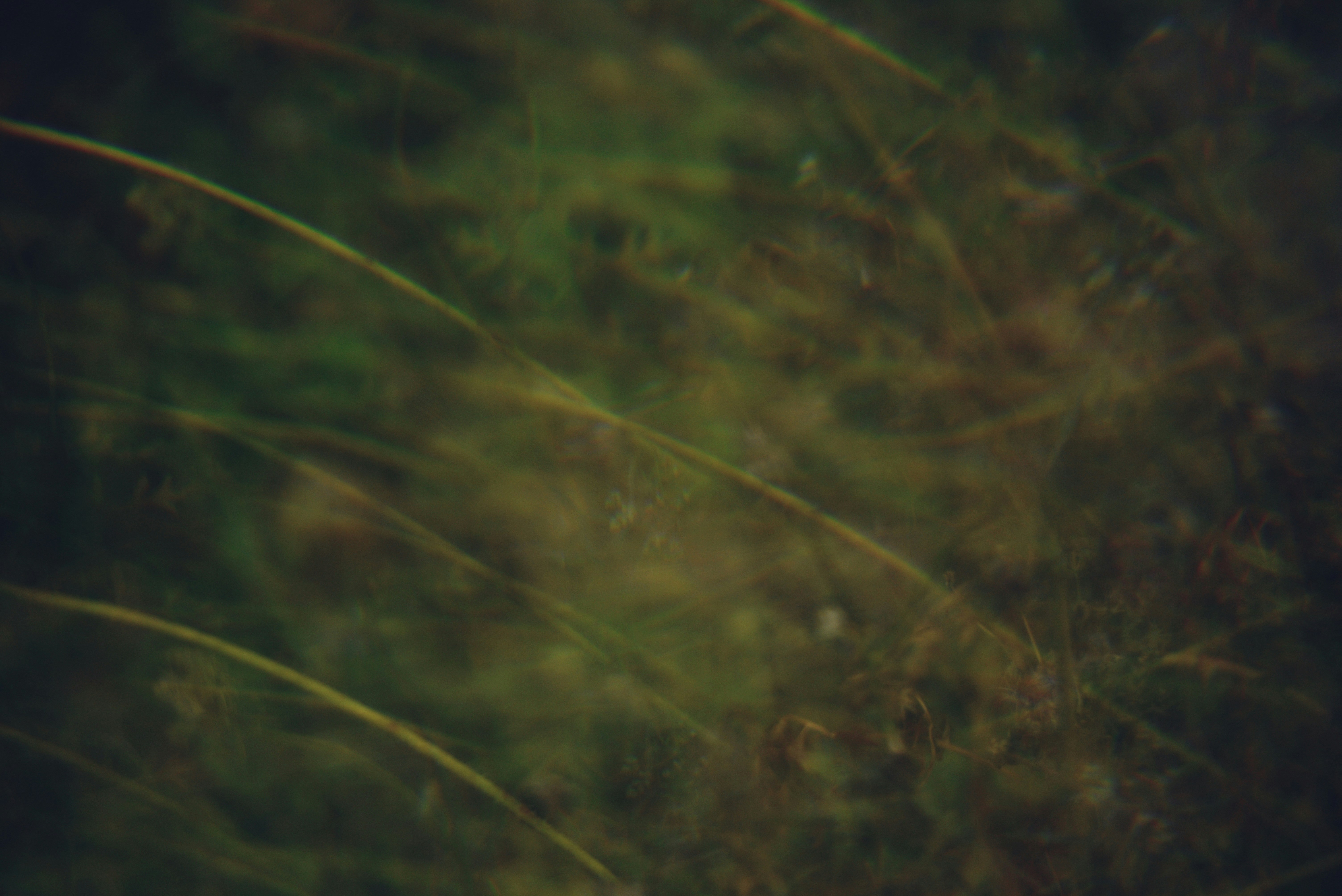 Photo by cherstve_pechivo