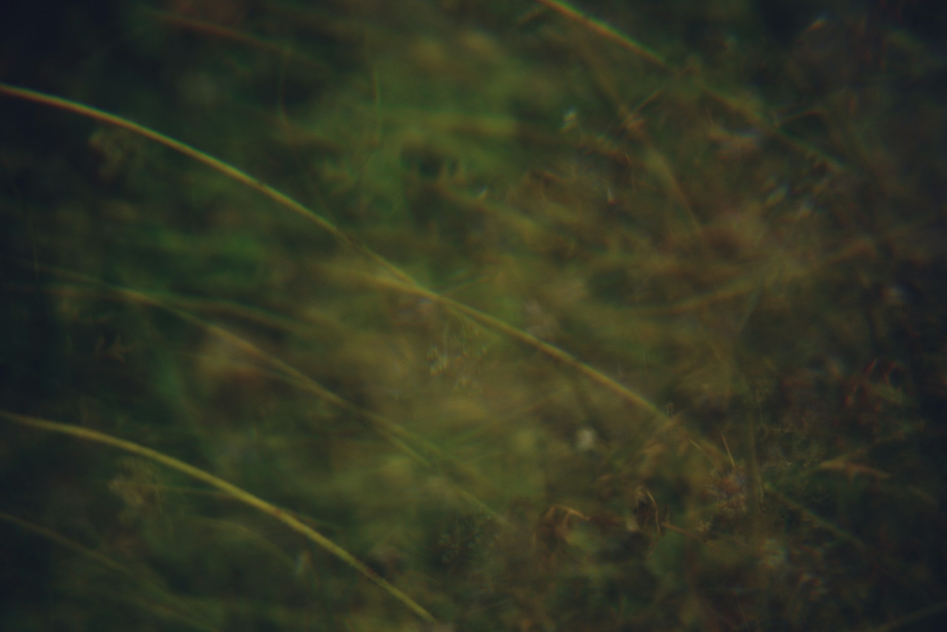 Abstract blurred green and yellow background