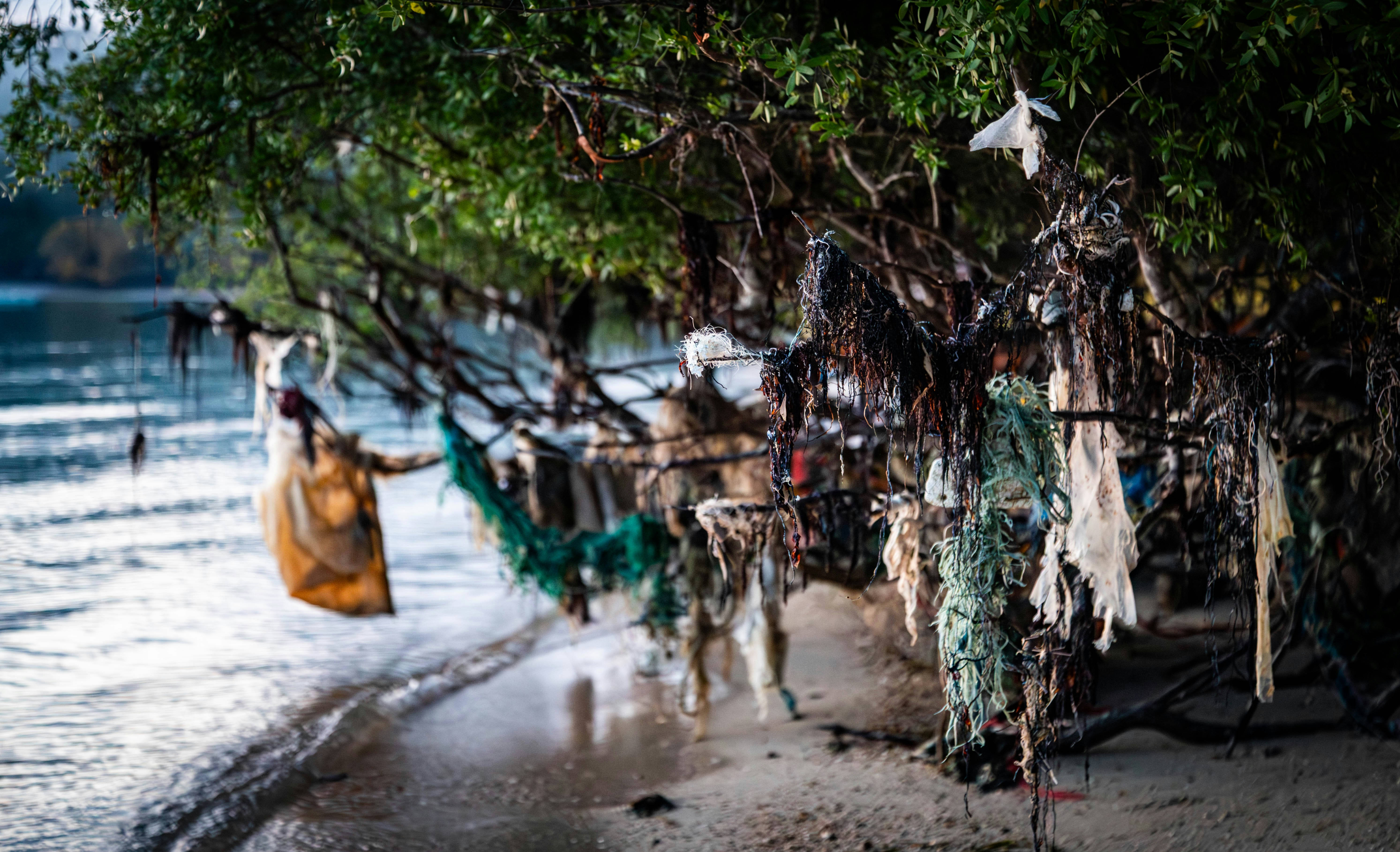 Debris entangled on tree branches by the water