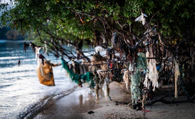 Debris entangled on tree branches by the water