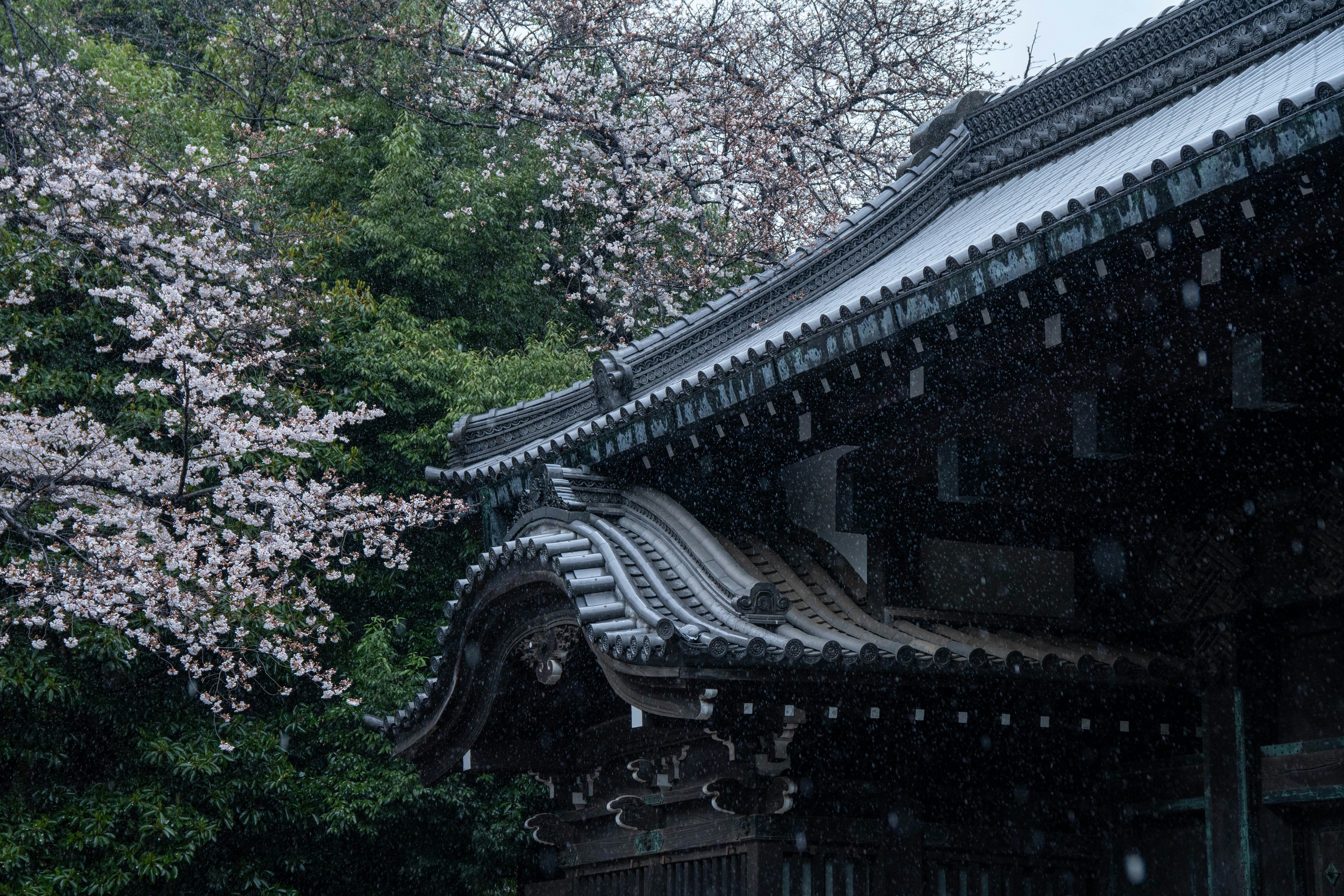 Photo by pancakeeater