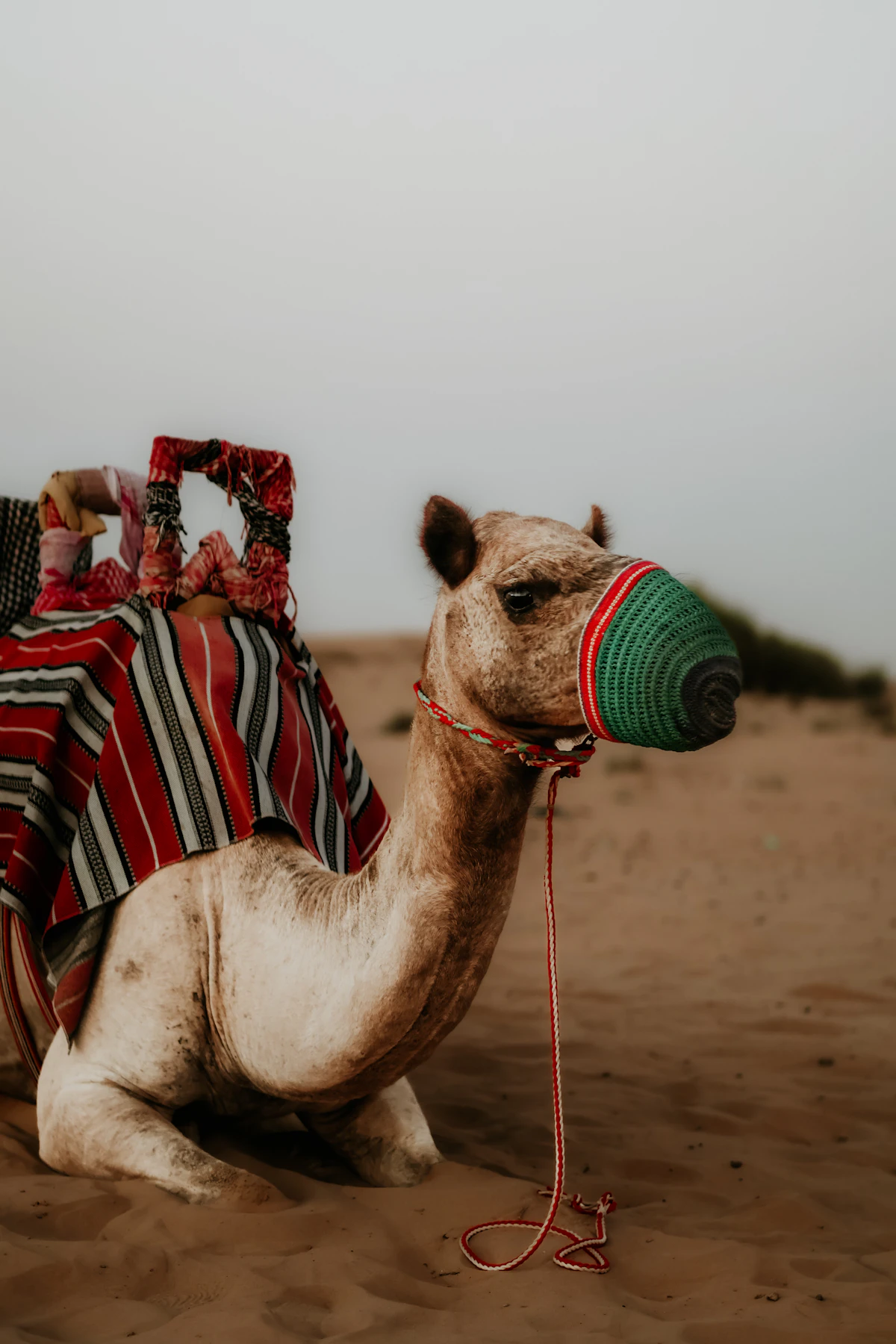 Desert Experiences