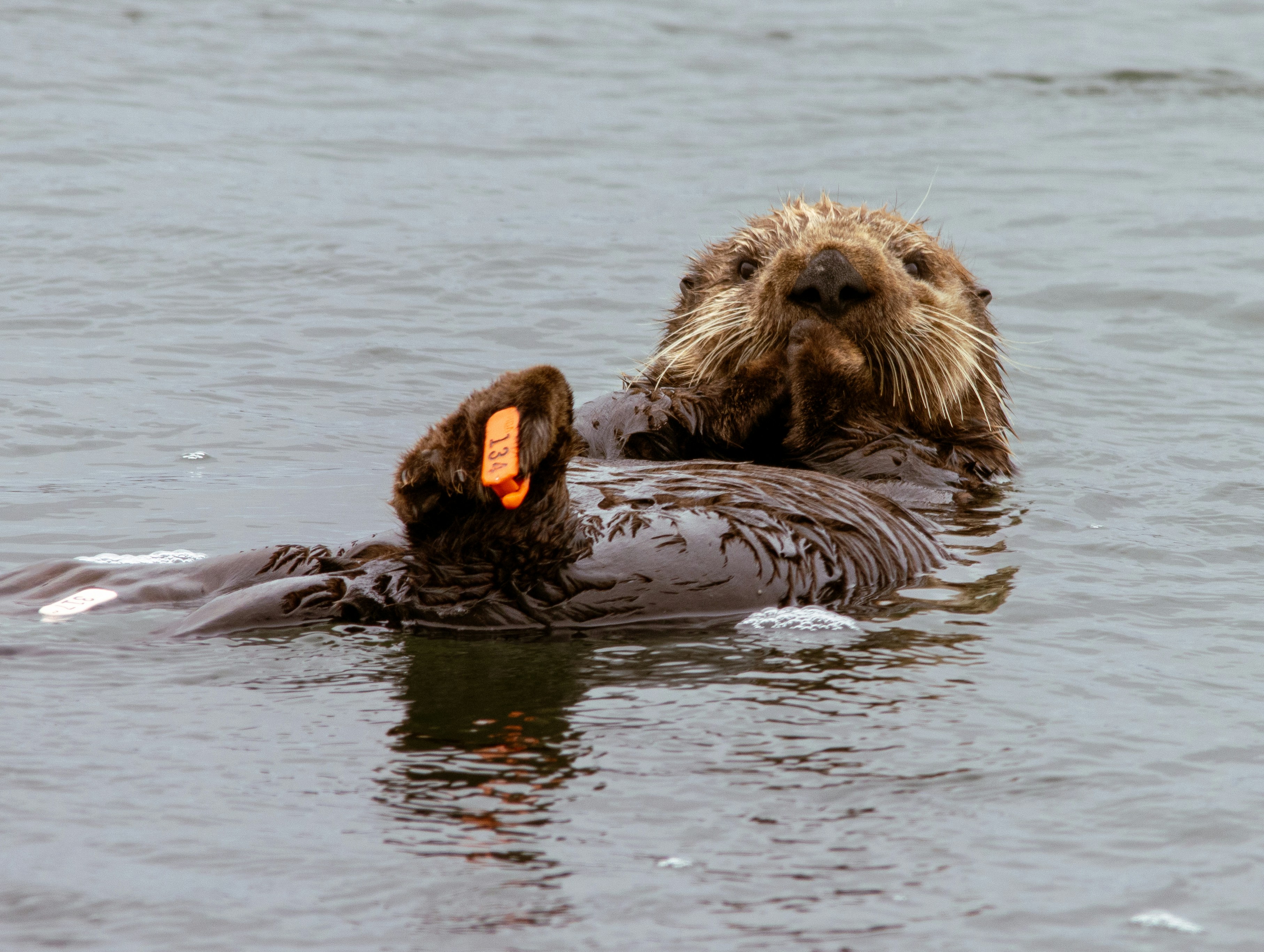 Sea otter floats on its back holding orange object.