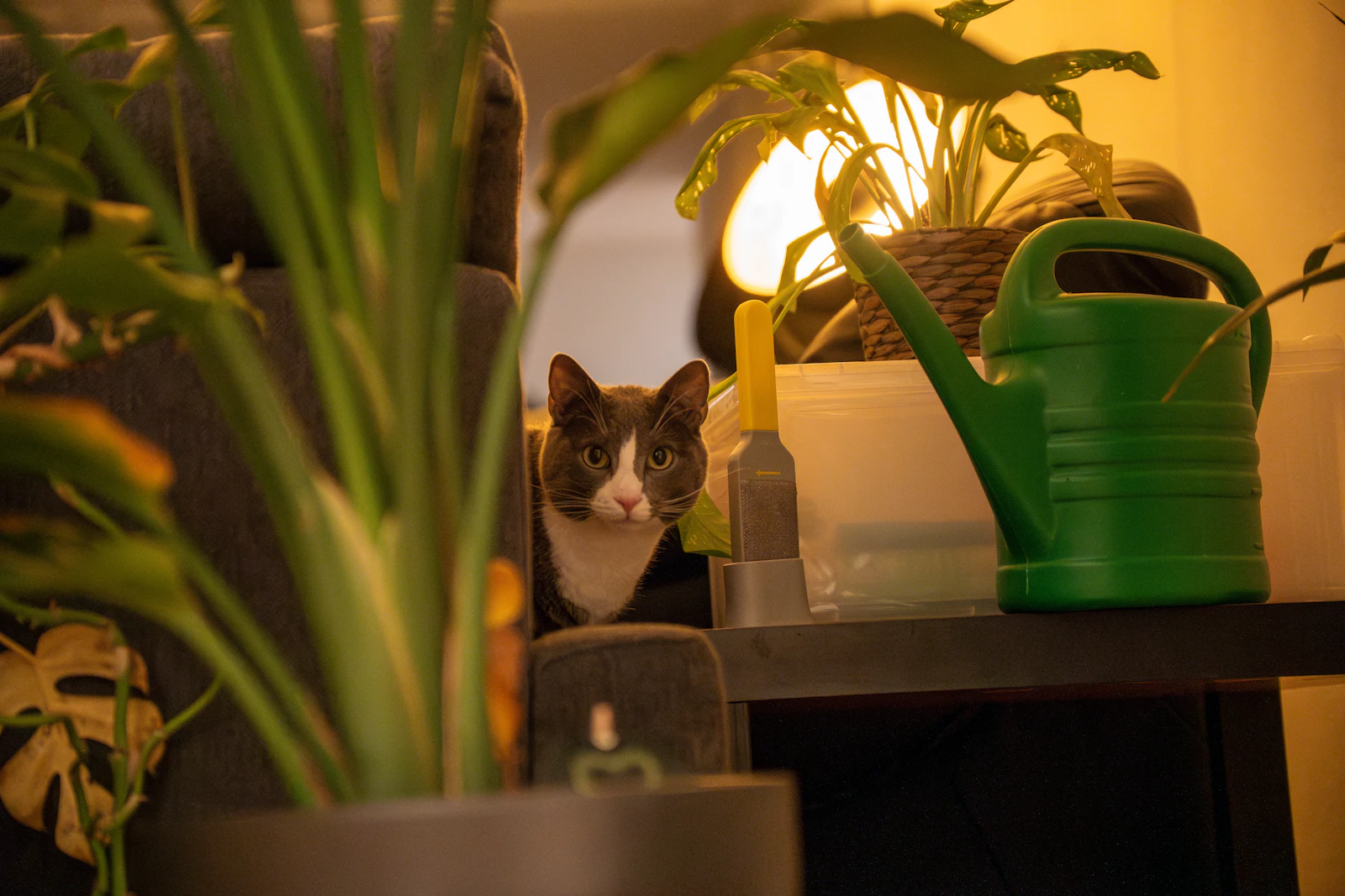 A cat peeking out from behind a shelf of potted houseplants next to a watering can