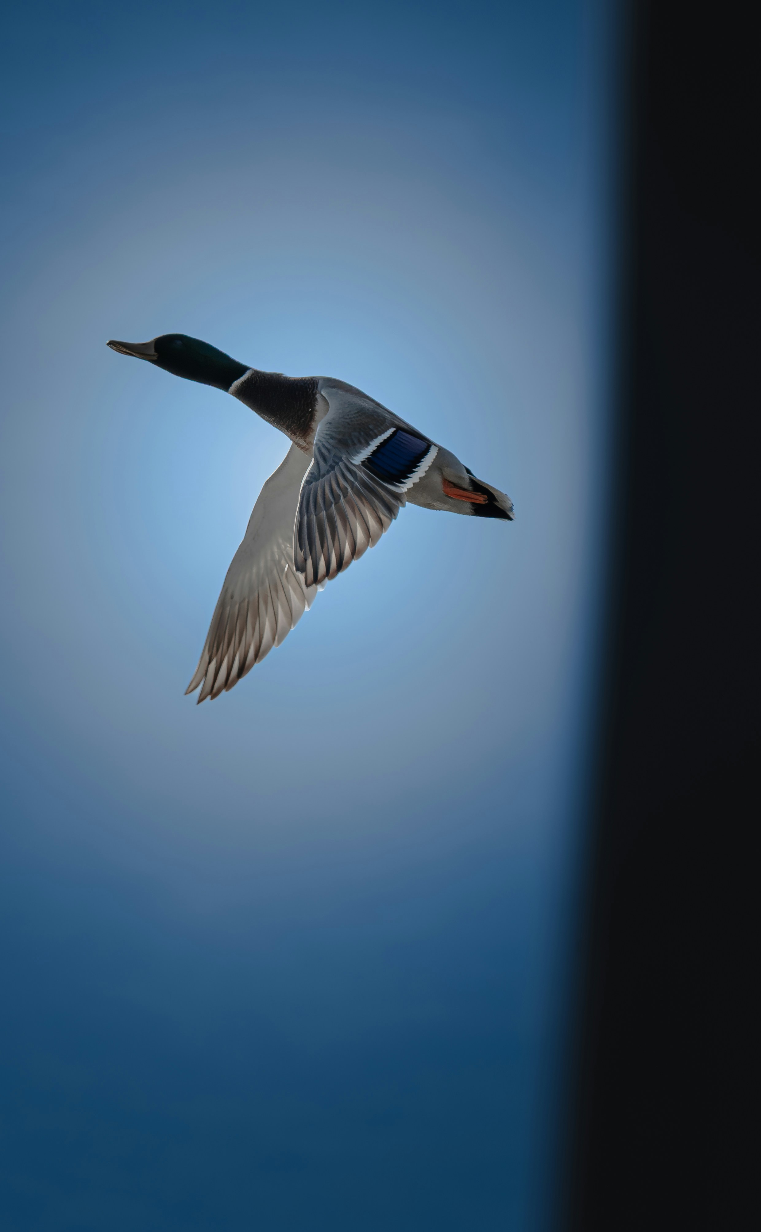 A mallard duck flying against a blue sky.