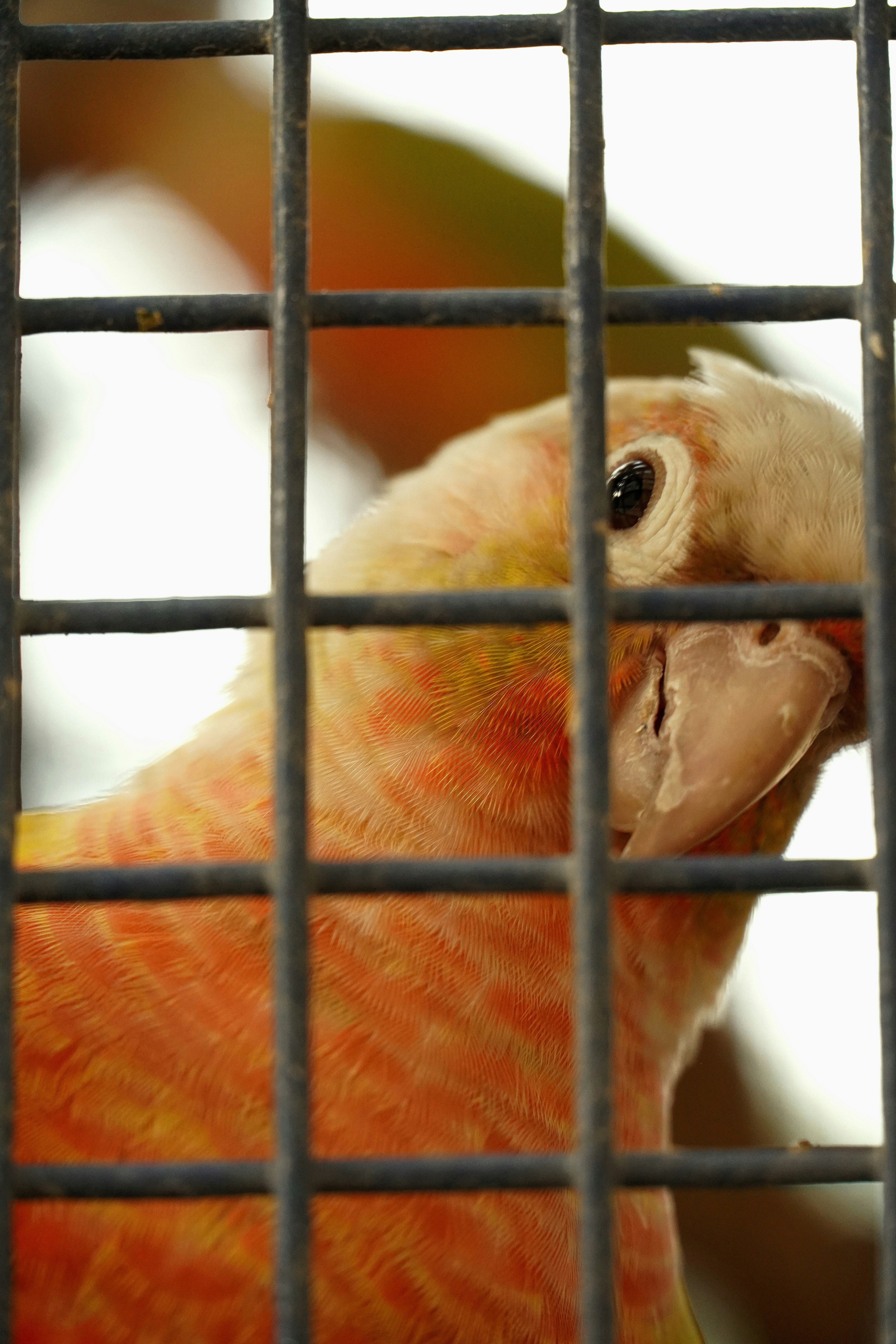 A yellow and orange parrot behind cage bars.