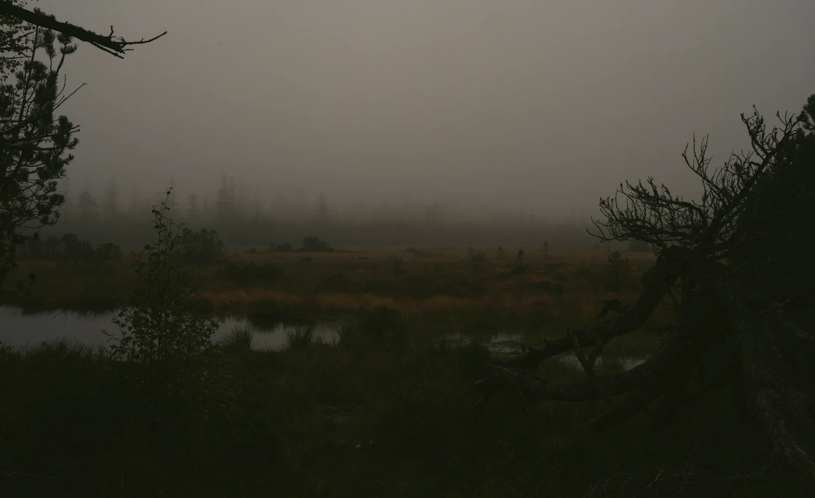 A misty marsh at dusk, dark trees standing in still water.