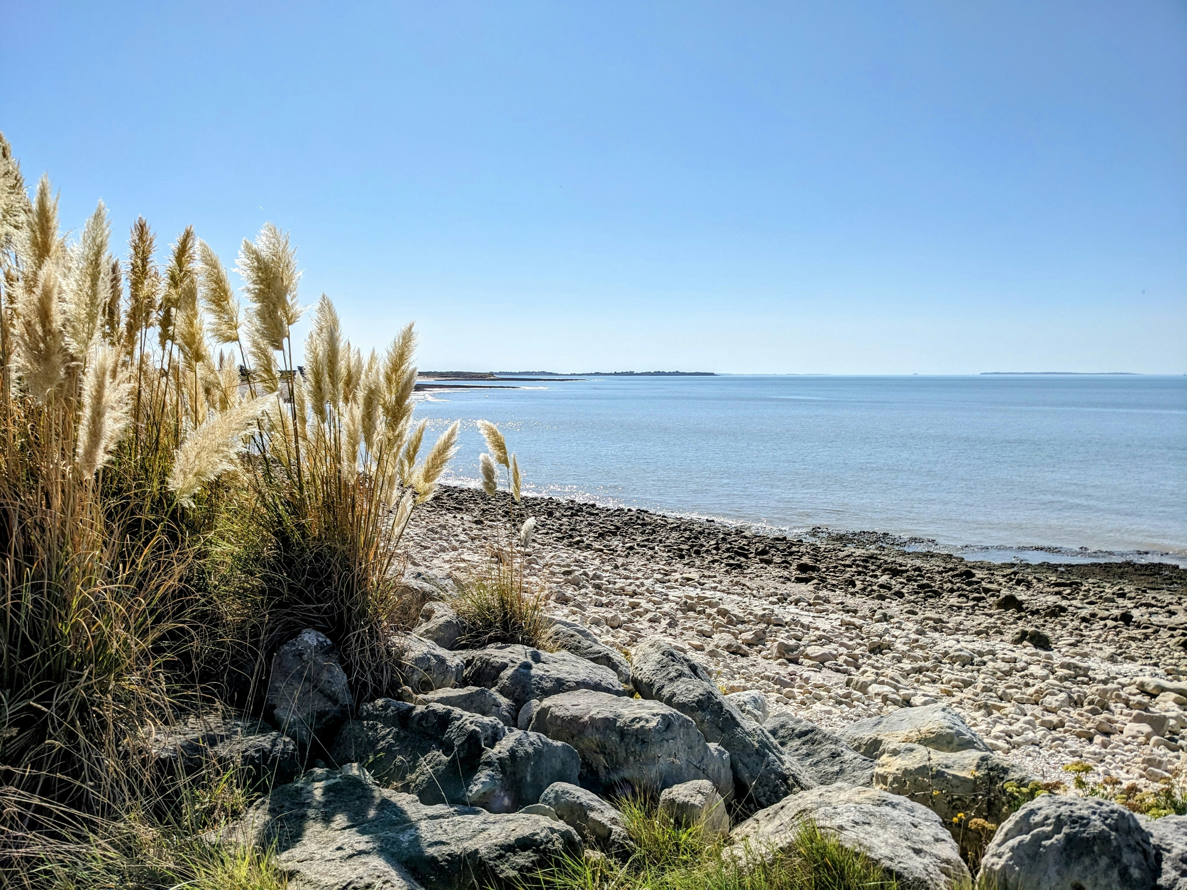 Hohes Gras und felsige Küste am ruhigen blauen Ozean