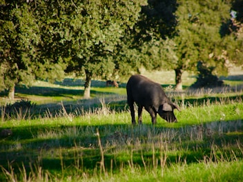 A black pig grazing in a grassy field.