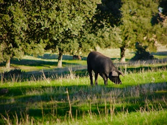 A black pig grazing in a grassy field.