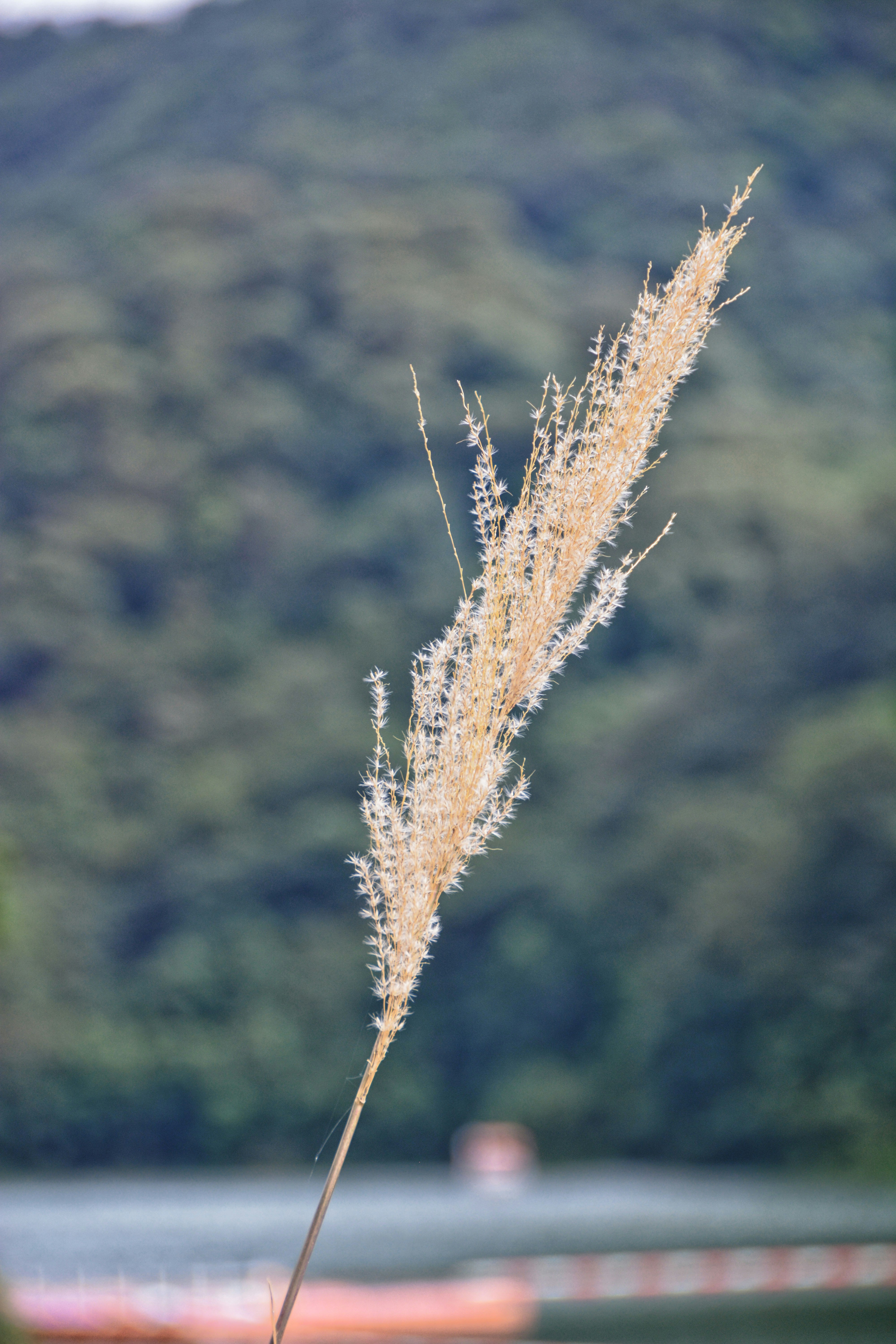 Une seule tige d’herbe séchée avec un arrière-plan flou.
