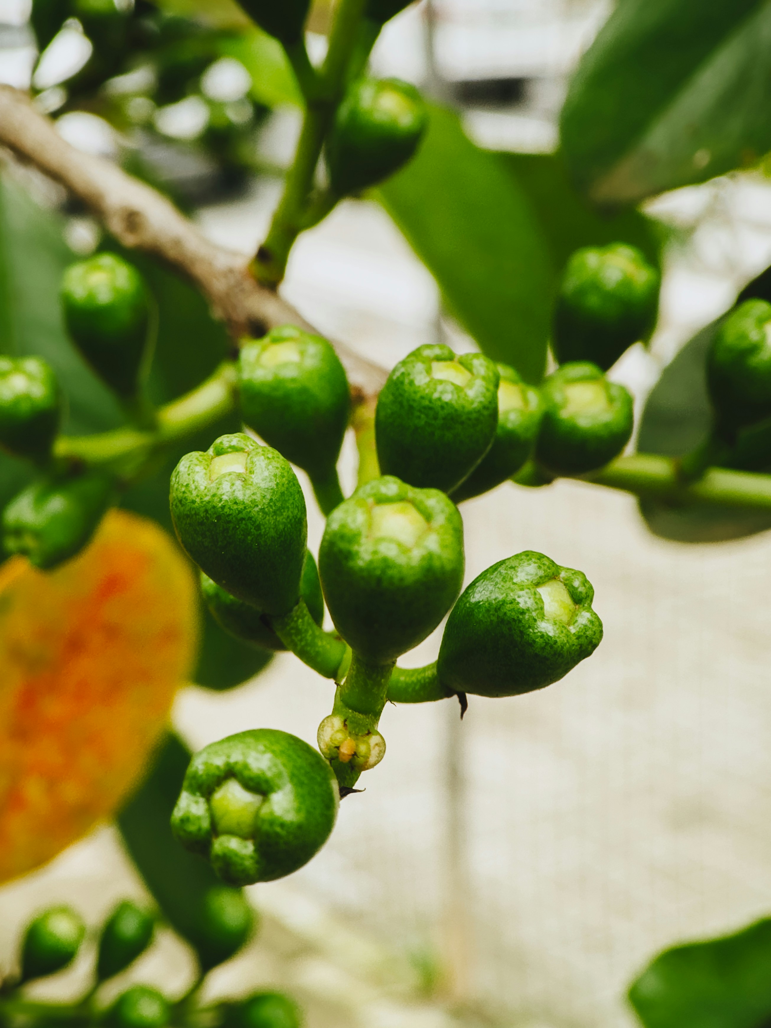 Photo by janilson_oficial