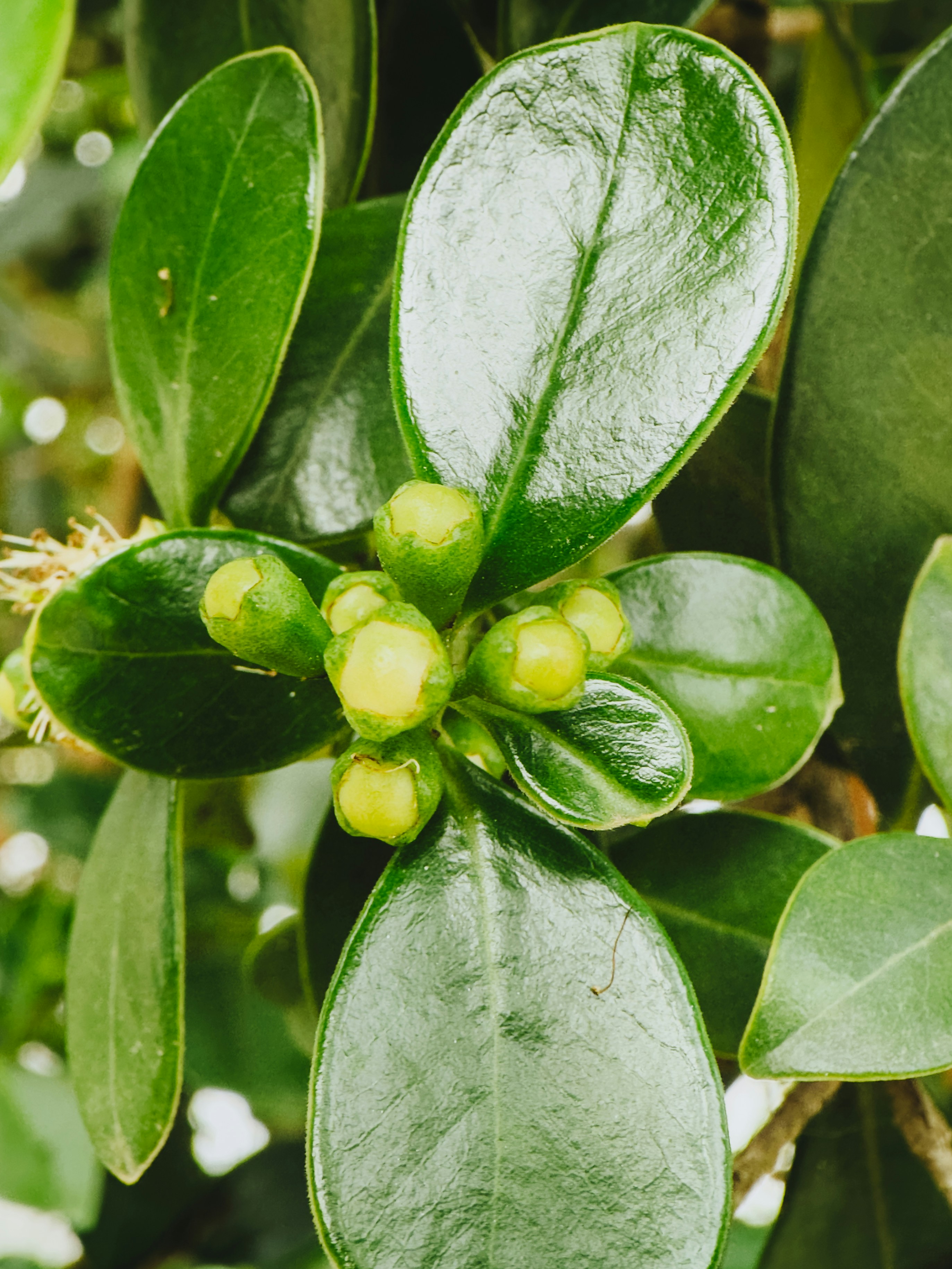 Green plant with unopened flower buds and leaves