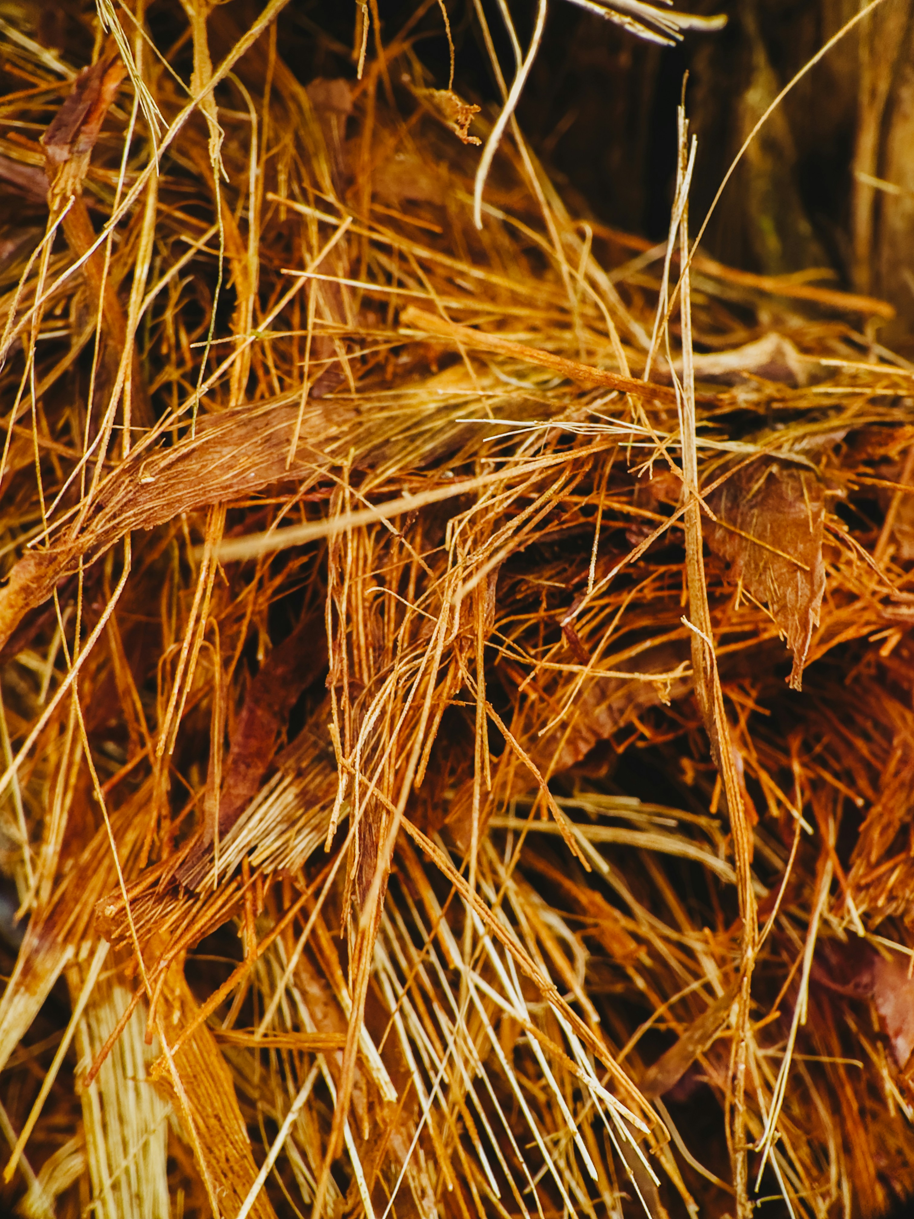 Photo by janilson_oficial