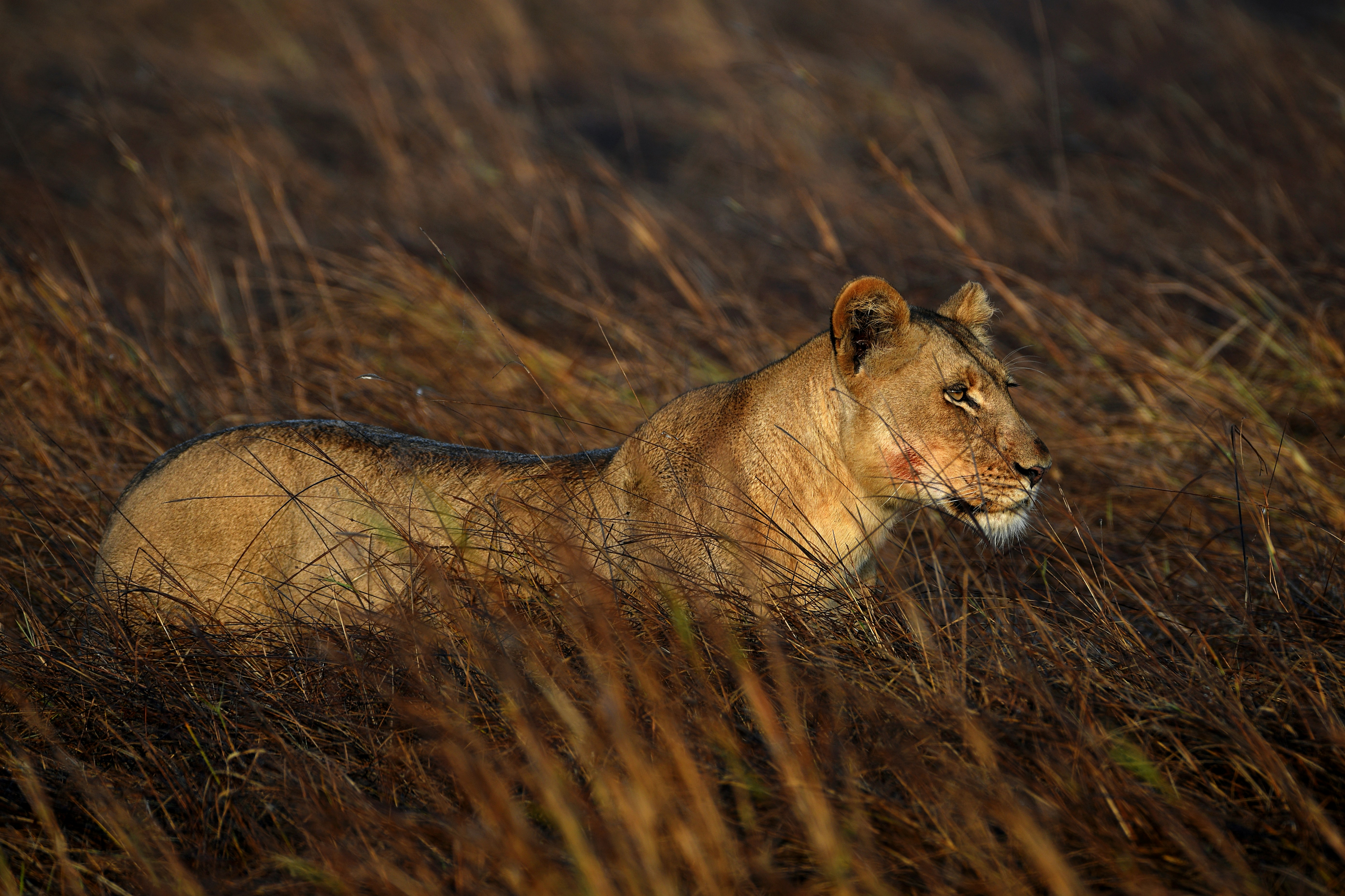 Lioness lying in tall dry grass