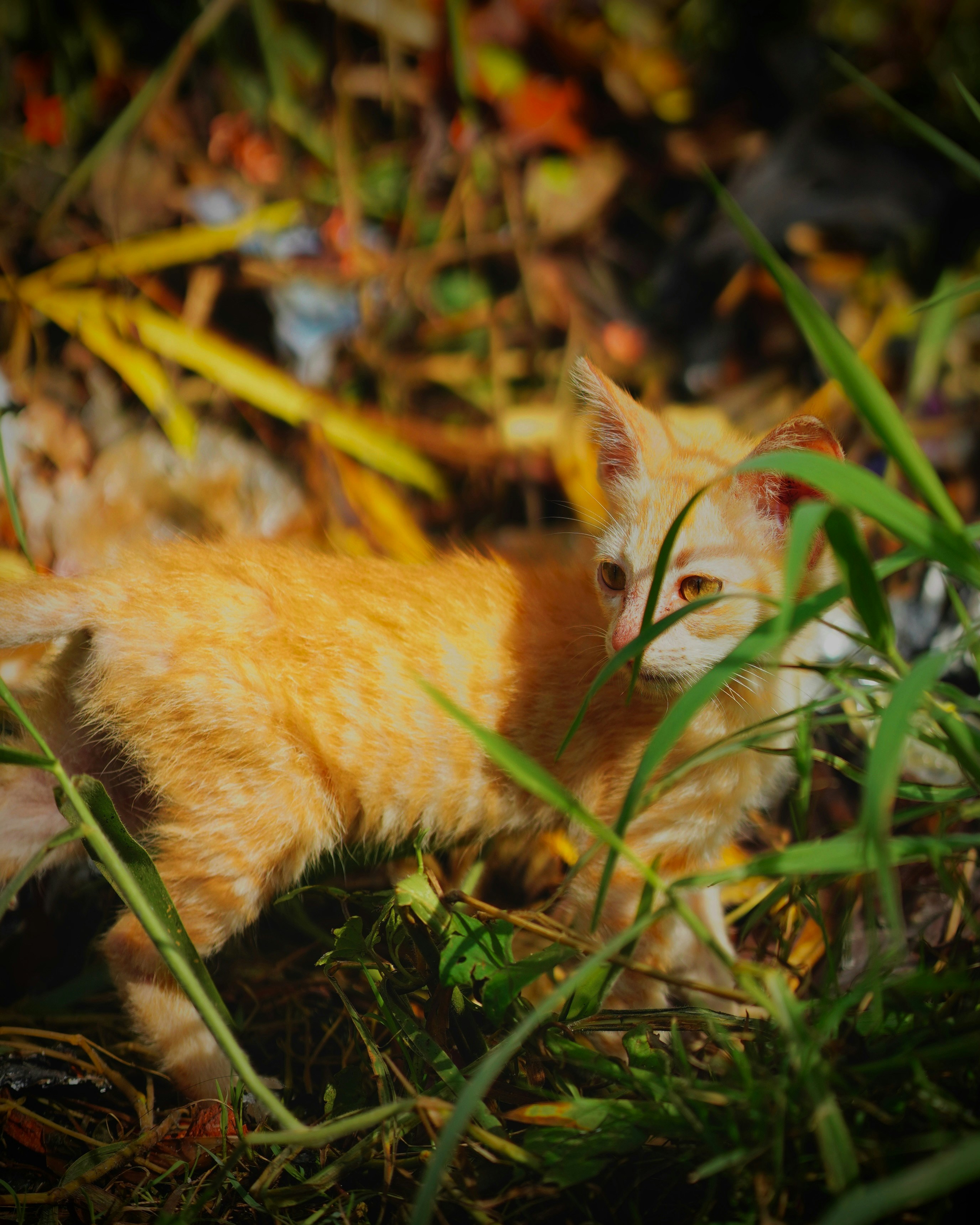 A small orange kitten peeking through tall green grass.