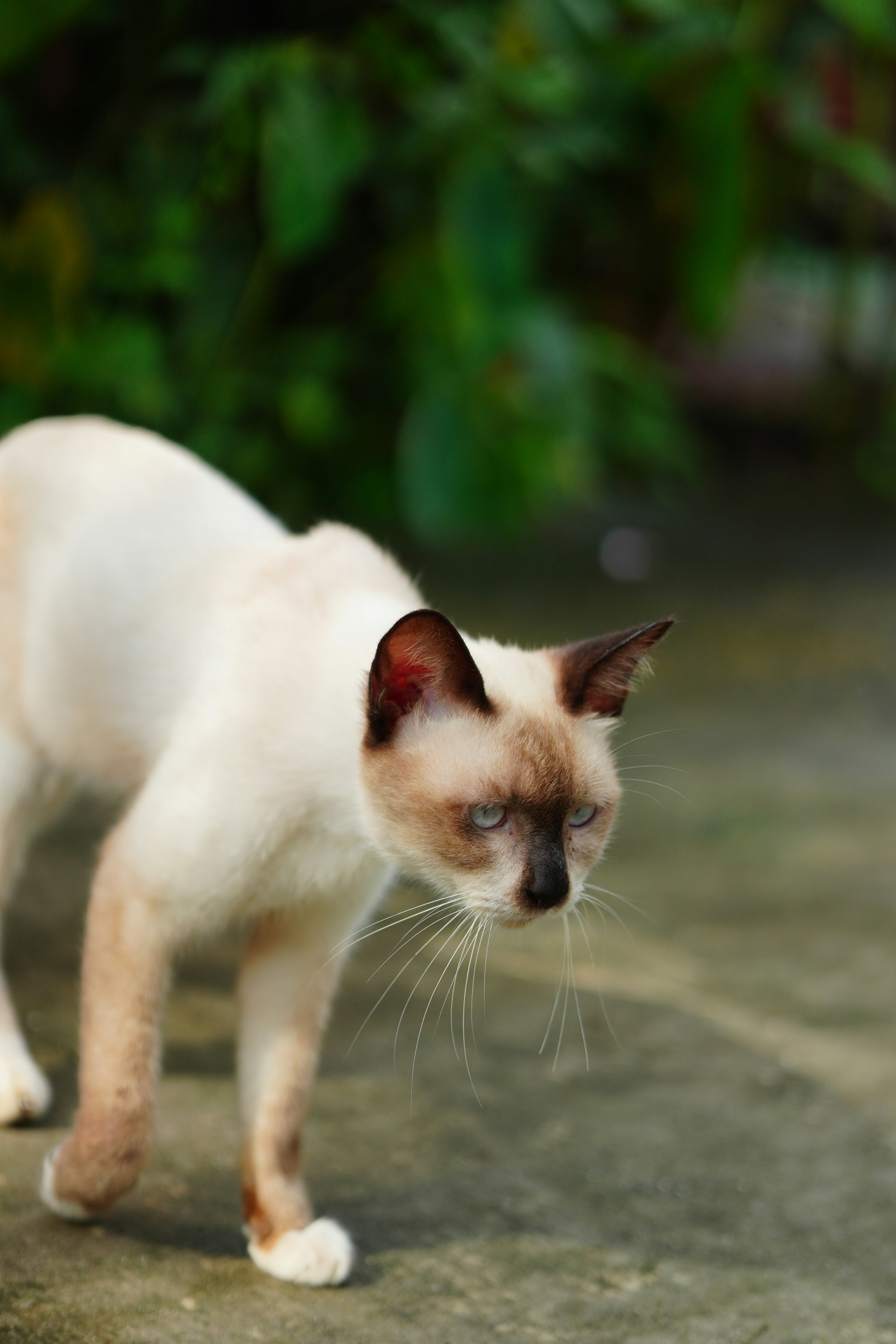 A siamese cat walks on a concrete path.