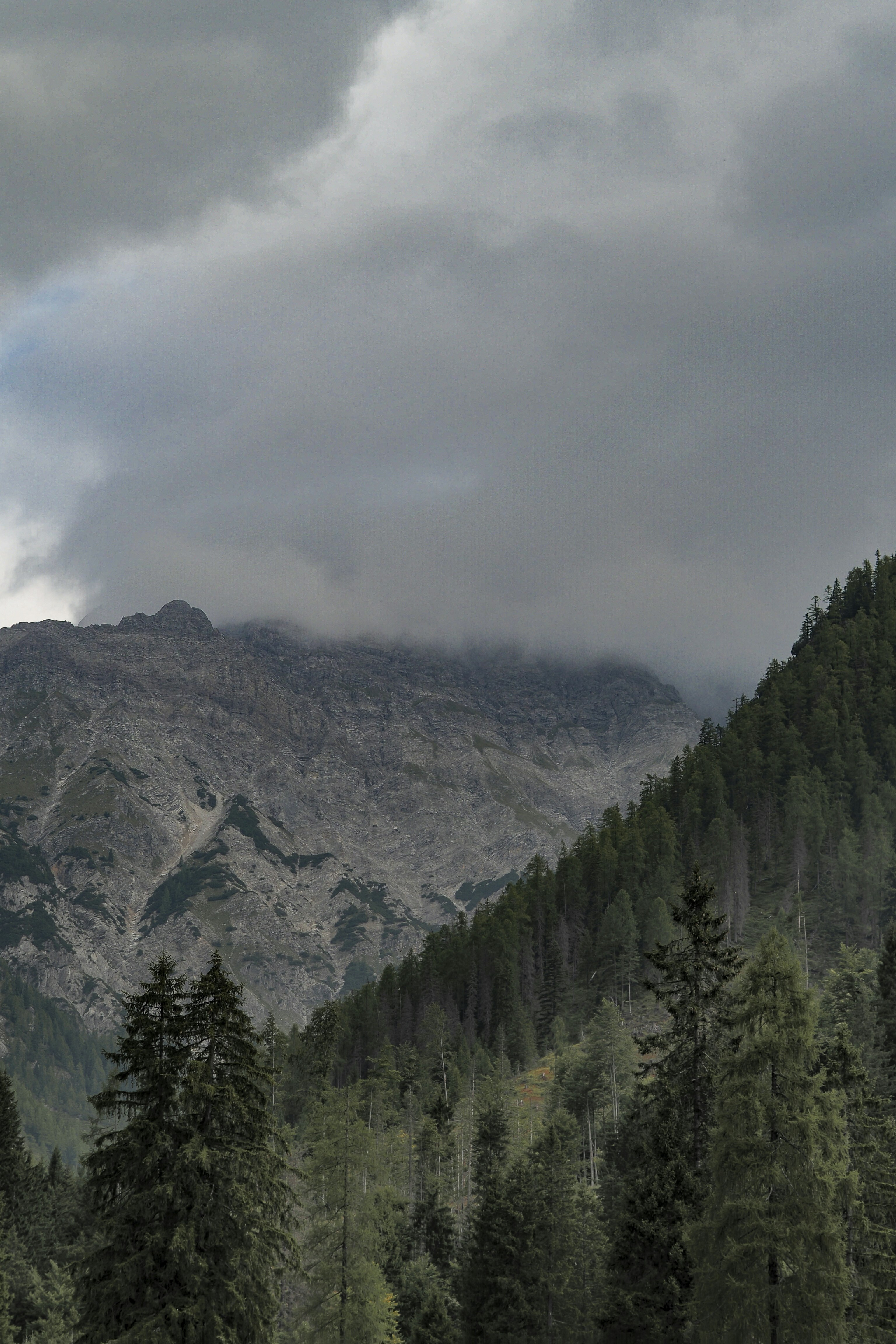 Misty mountain range covered in pine forest