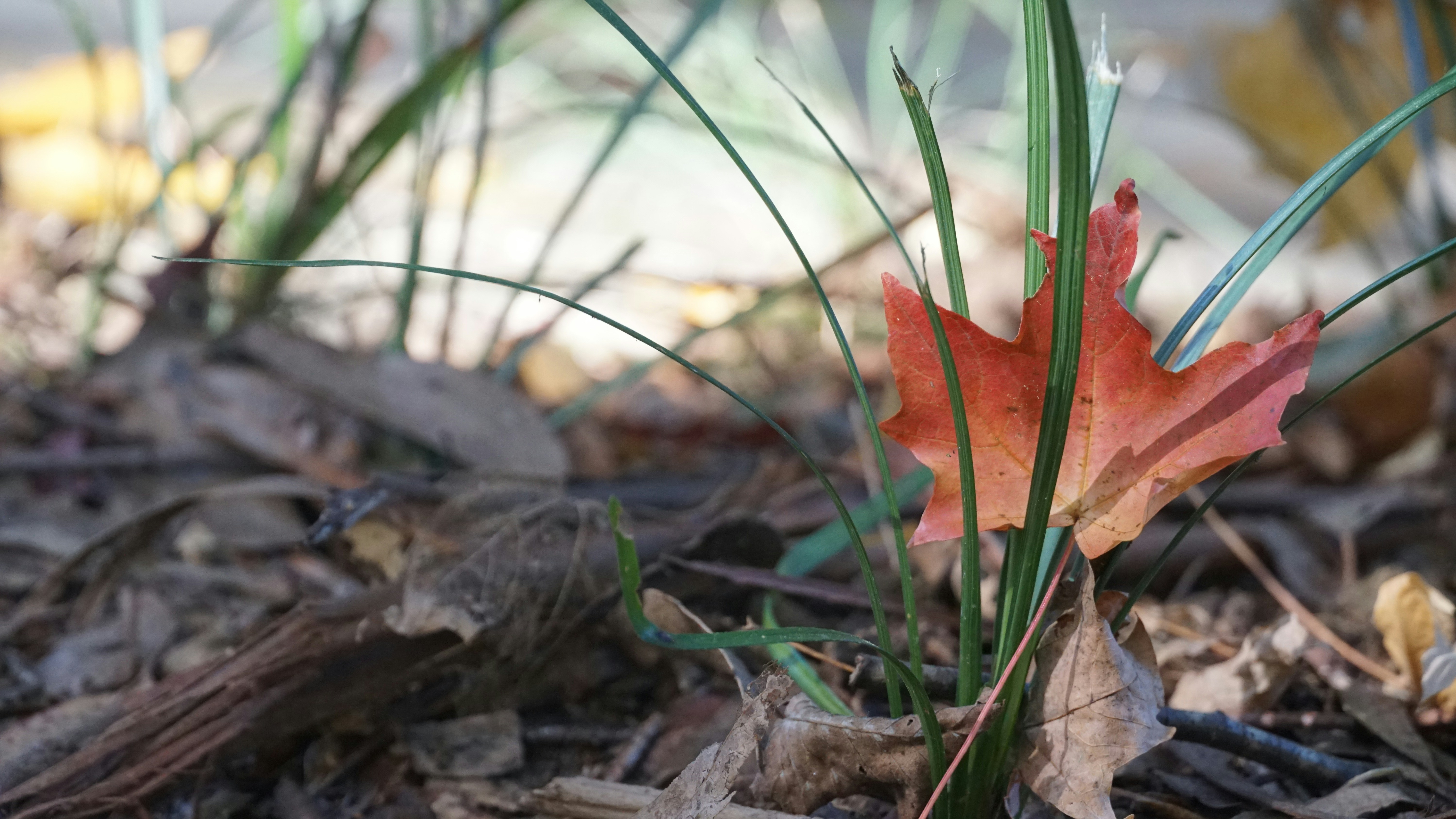 Saturday's FTB: Is tonight the end of the Leafs falling?