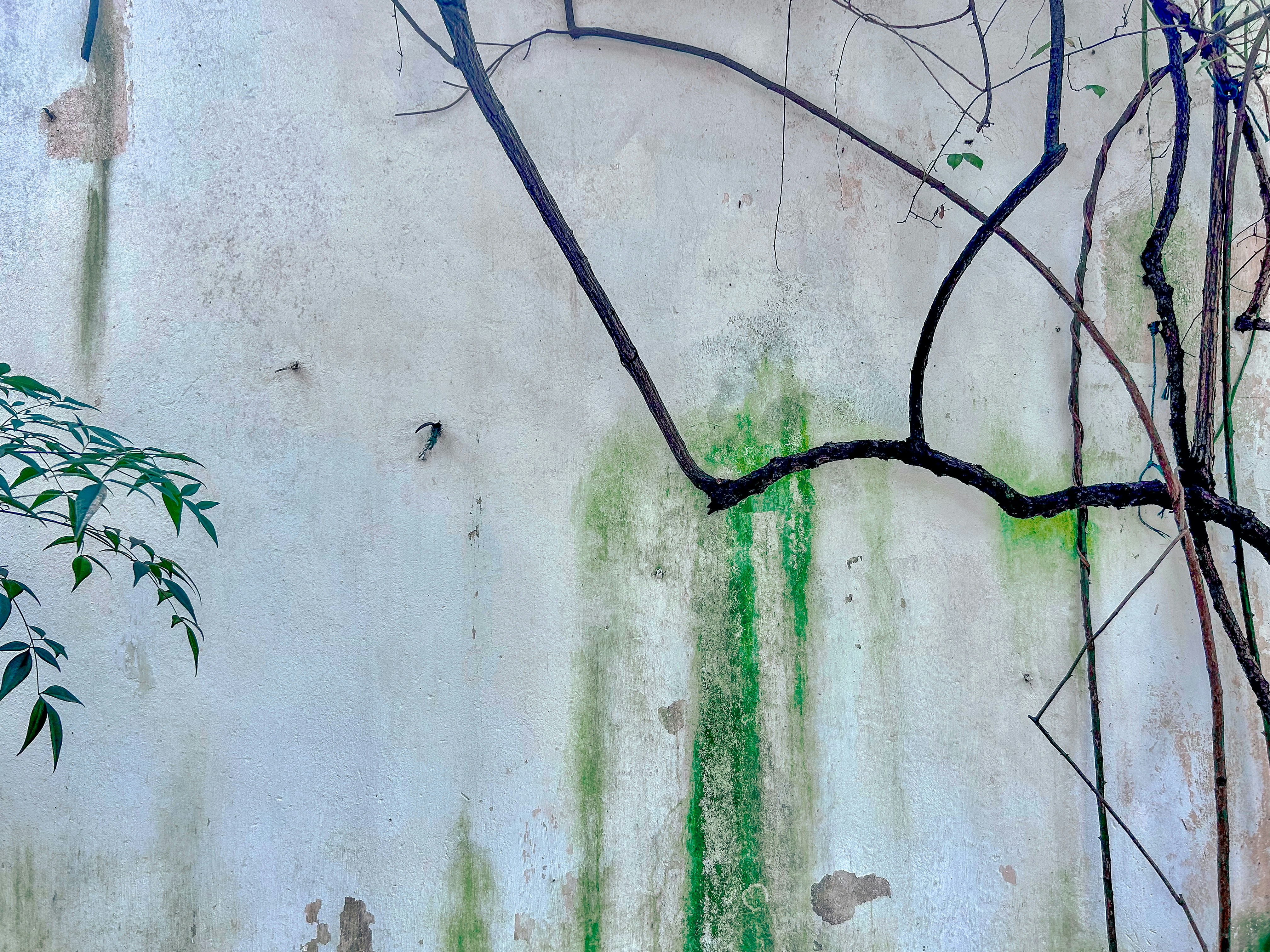 質感のある白い壁に生えている緑の苔。