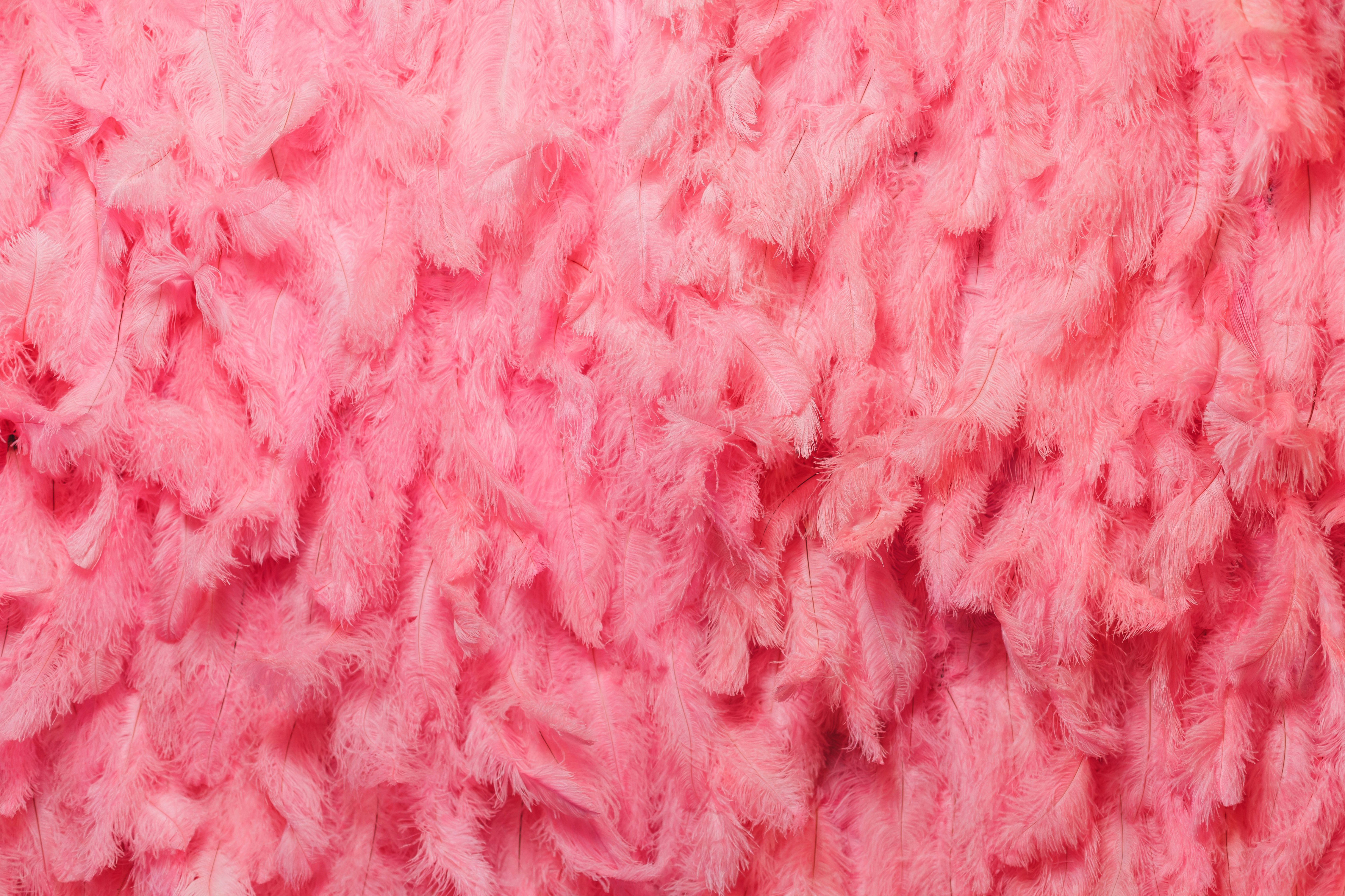 Big fluffy pink feathers