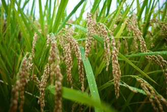 Close-up of ripe rice stalks in a field.