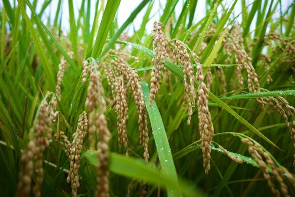 Close-up of ripe rice stalks in a field.