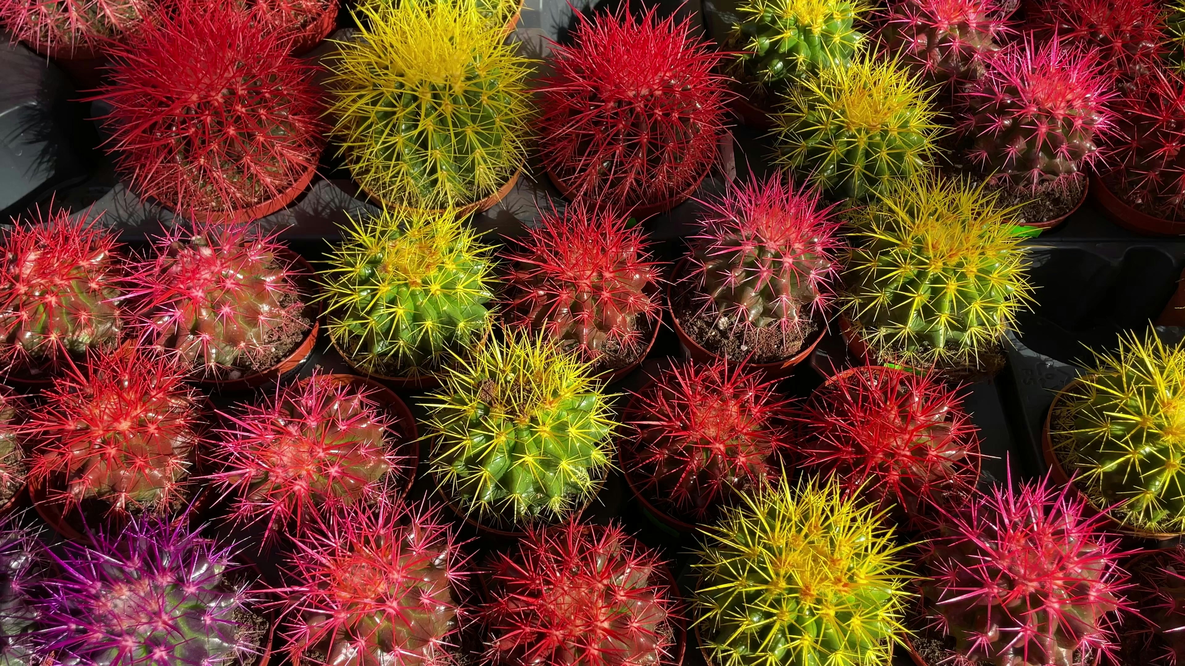 Una colección de cactus coloridos y puntiagudos en varios tamaños.