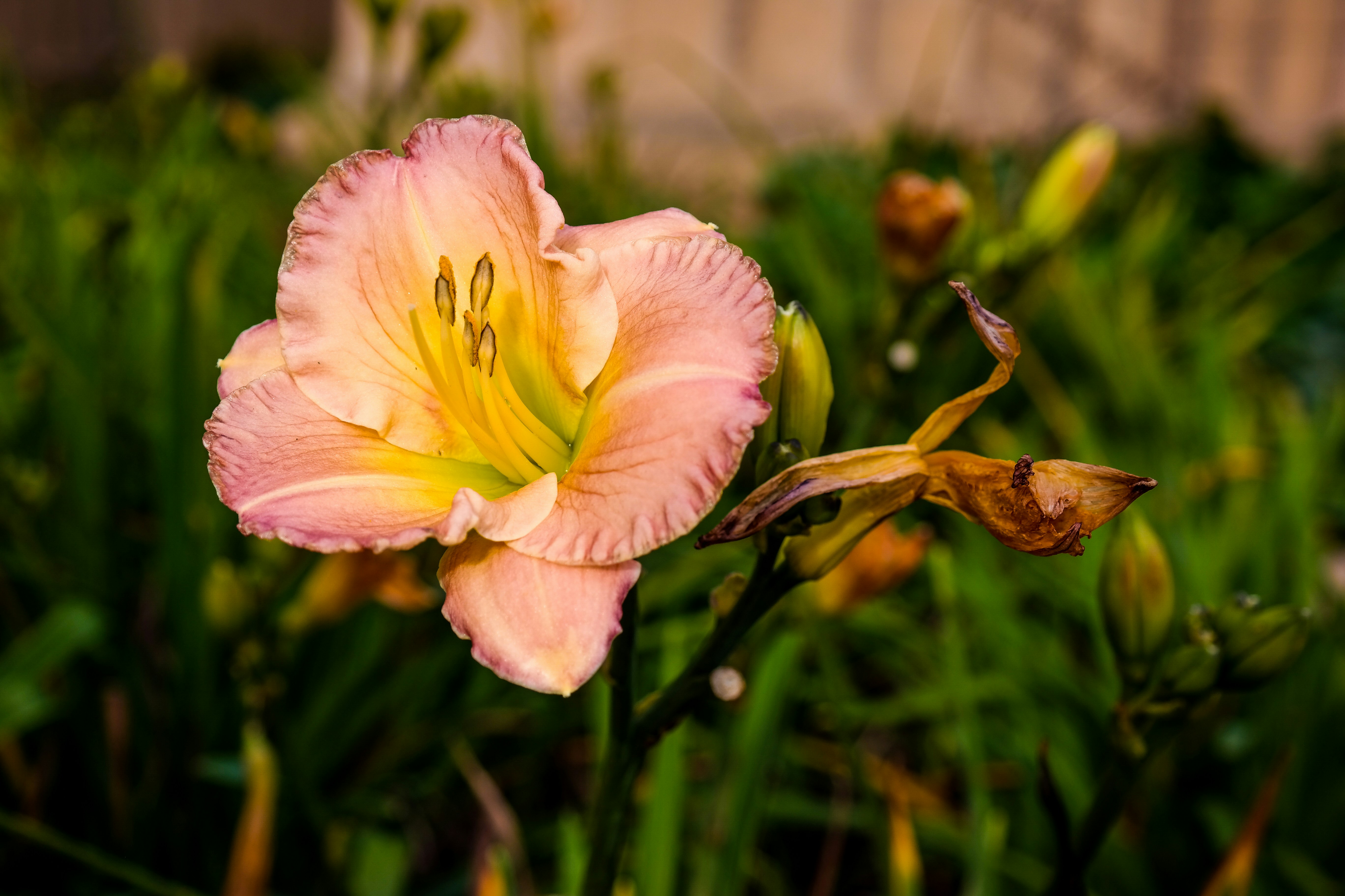 Photo by carlarosalie