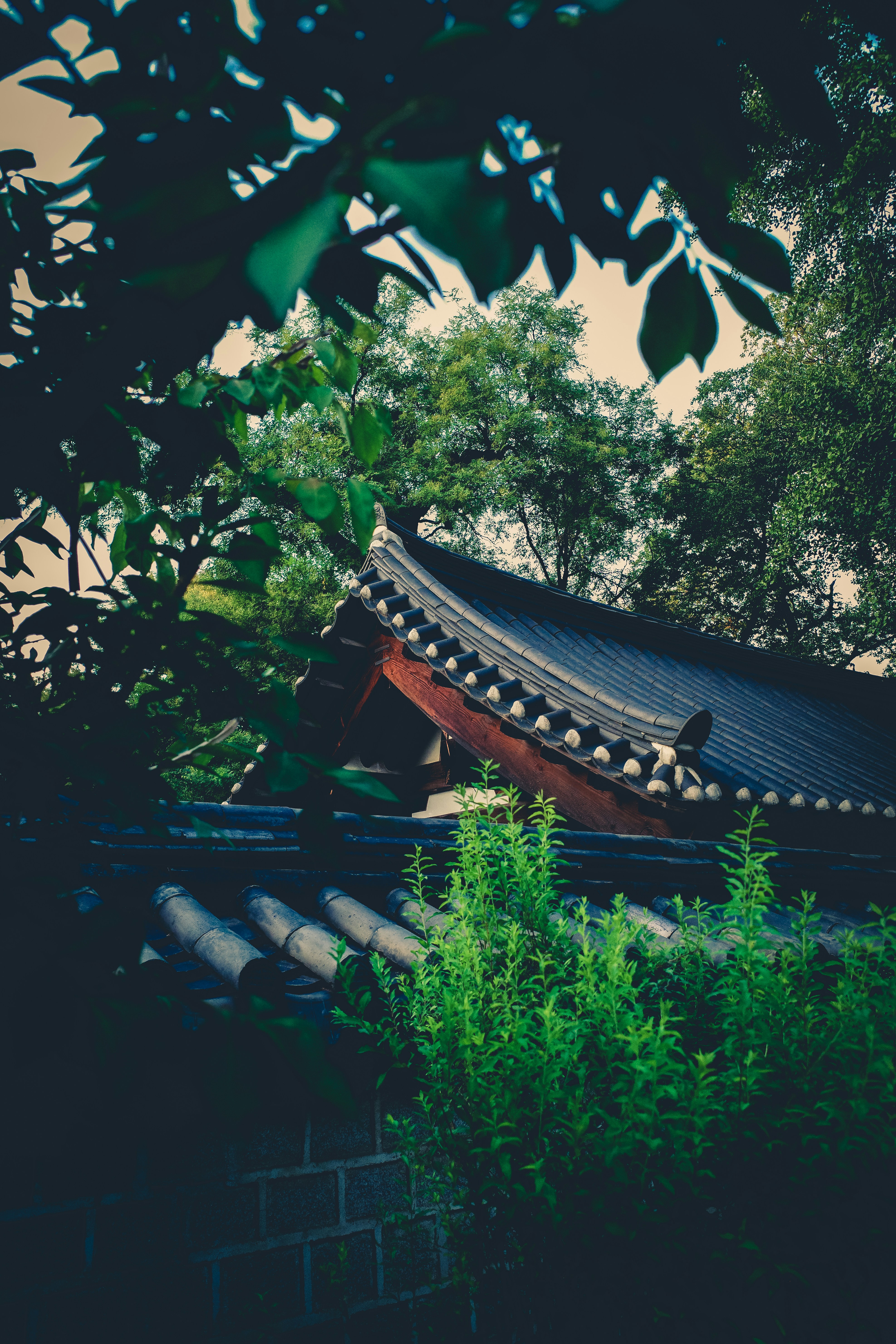 Traditionelles koreanisches Dach inmitten von üppigem Grün